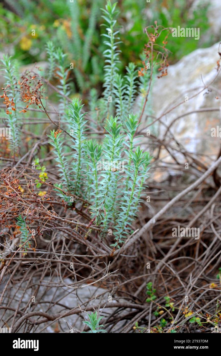 Euphorbia pithyusa is a shrub endemic to western Mediterranean region. Stock Photo