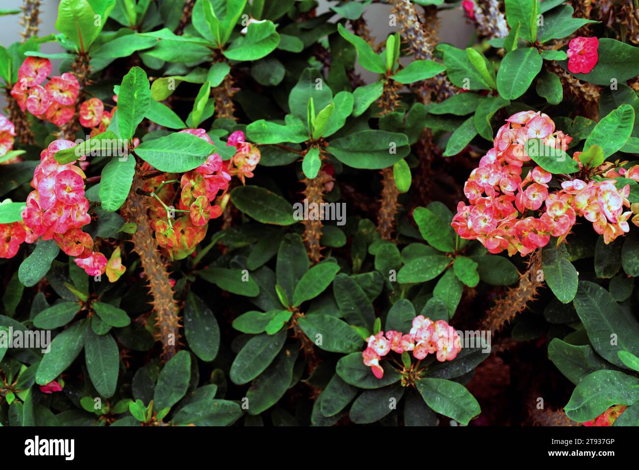 Crown of thorns (Euphorbia X lomi) is an ornamental hybrid  shrub (E. milii X E. lophogona). Stock Photo