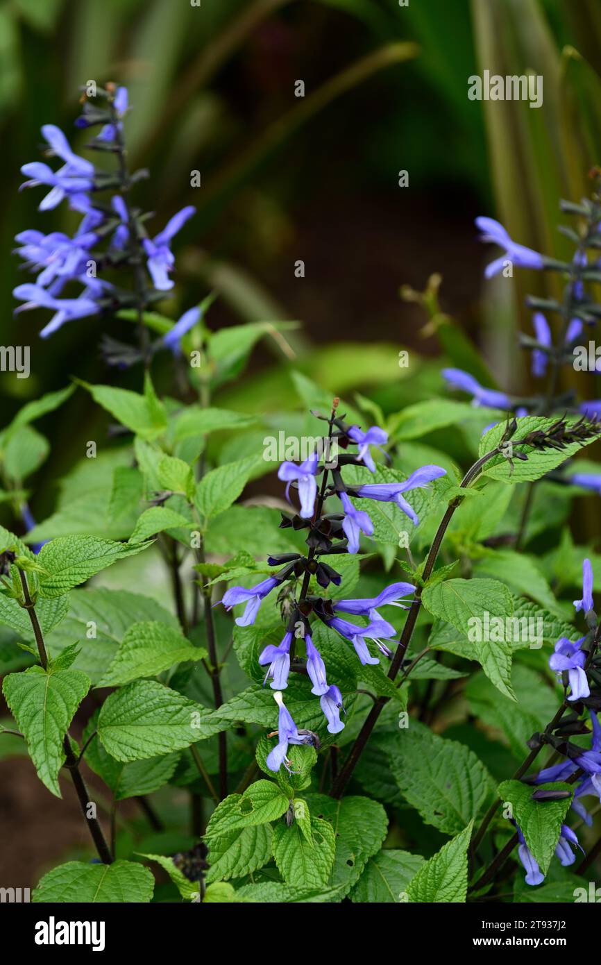salvia rockin blue suede shoes,blue flowers,large electric blue blooms with black calyx,flower,flowering,salvias,flowering salvia,summer in the garden Stock Photo