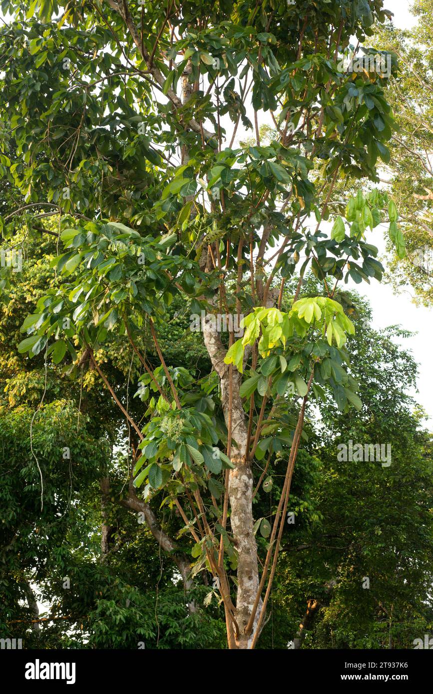 Ruber tree (Hevea spruceana) is a tree native to Amazon, Brazil. This photo was taken in Amazon River near Manaus, Brazil. Stock Photo