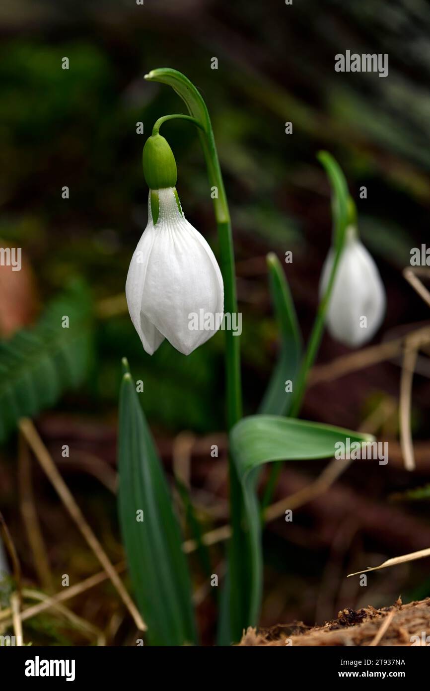 Galanthus barnhill,hybrid snowdrop; hybrid galanthus; hybrids snowdrop; snowdrops; spring; flower; flowers; irish origin; Irish snowdrop; RM Floral Stock Photo