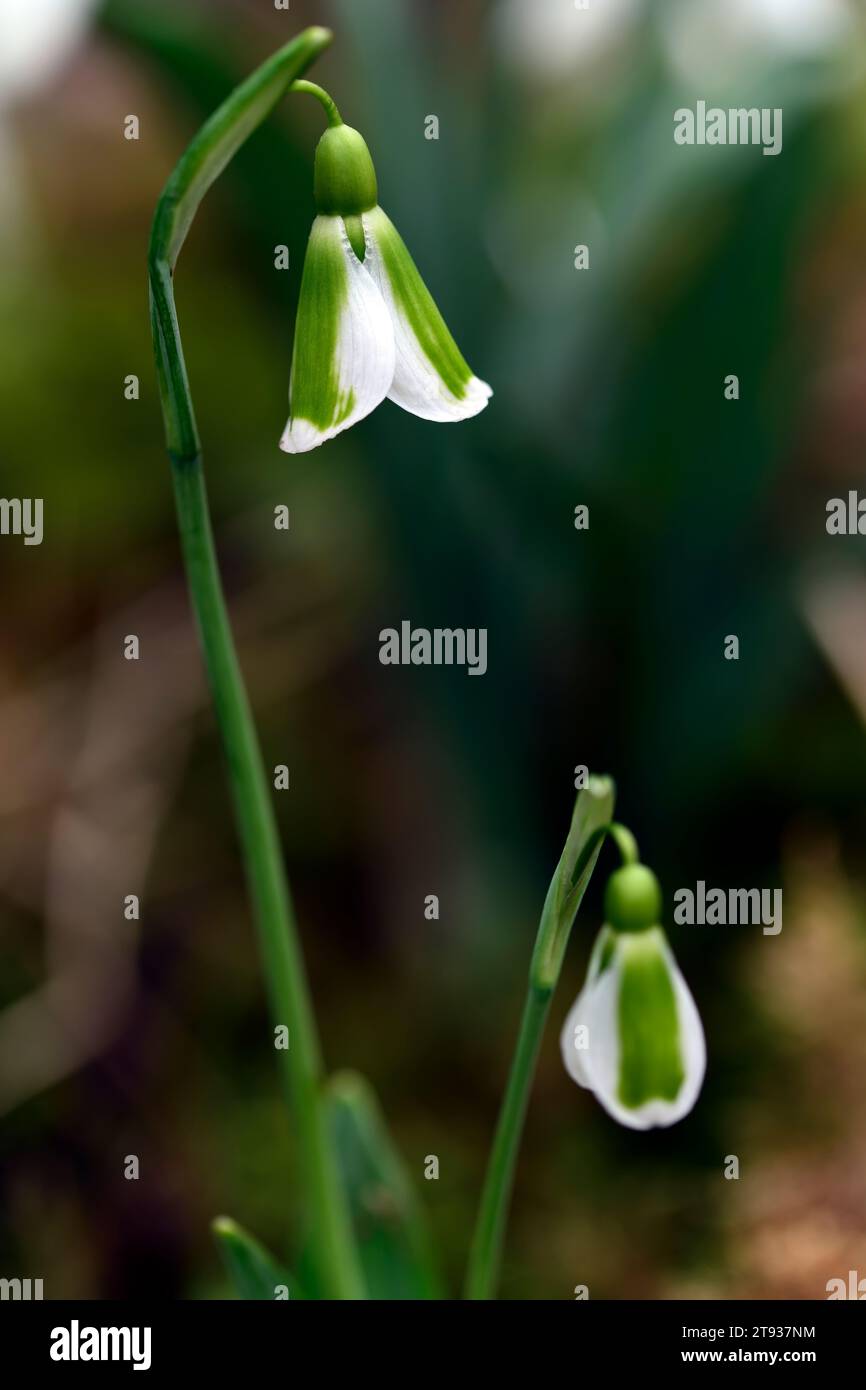 Galanthus Adam,snowdrop,virescent hybrid snowdrop,green markings,virescent, Snowdrop,snowdrops,spring,flower,flowers,RM Floral Stock Photo - Alamy Galanthus Adam,snowdrop,virescent hybrid snowdrop,green markings,virescent, Snowdrop,snowdrops,spring,flower,flowers,RM Floral Stock Photo - Alamy