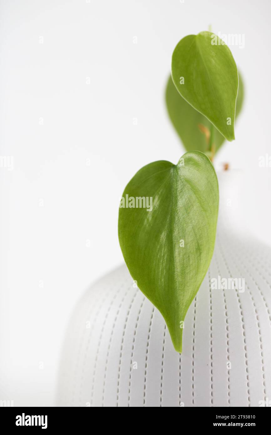philodendron big leaves Philodendron Greenery for DIY Bouquets & Installations main image 1