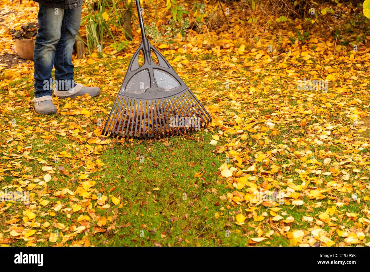 Wenn im Herbst die Blätter von den Bäumen fallen, bedeutet das für Gartenbesitzer viel Arbeit. Auf dem Rasen sollte das Laub nicht liegen bleiben, denn das Gras darunter bekommt zu wenig Licht und es können sich Pilze bilden. Symbolfoto, Themenfoto Niedernwöhren, 21.11.2023 *** When the leaves fall from the trees in autumn, it means a lot of work for garden owners The leaves should not be left on the lawn, as the grass underneath gets too little light and fungi can form Symbol photo, theme photo Niedernwöhren, 21 11 2023 Foto:xB.xSchubertx/xFuturexImagex laub harken 3104 Stock Photo