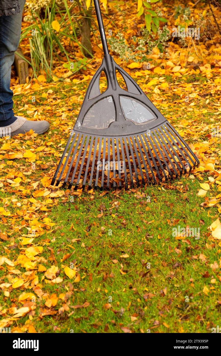 Wenn im Herbst die Blätter von den Bäumen fallen, bedeutet das für Gartenbesitzer viel Arbeit. Auf dem Rasen sollte das Laub nicht liegen bleiben, denn das Gras darunter bekommt zu wenig Licht und es können sich Pilze bilden. Symbolfoto, Themenfoto Niedernwöhren, 21.11.2023 *** When the leaves fall from the trees in autumn, it means a lot of work for garden owners The leaves should not be left on the lawn, as the grass underneath gets too little light and fungi can form Symbol photo, theme photo Niedernwöhren, 21 11 2023 Foto:xB.xSchubertx/xFuturexImagex laub harken 3102 Stock Photo