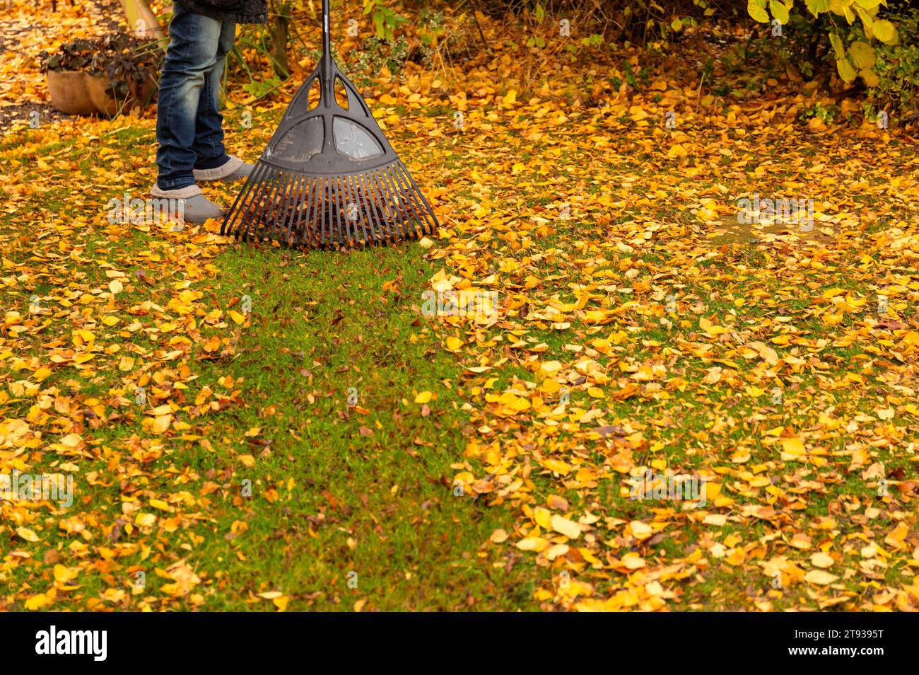 Wenn im Herbst die Blätter von den Bäumen fallen, bedeutet das für Gartenbesitzer viel Arbeit. Auf dem Rasen sollte das Laub nicht liegen bleiben, denn das Gras darunter bekommt zu wenig Licht und es können sich Pilze bilden. Symbolfoto, Themenfoto Niedernwöhren, 21.11.2023 *** When the leaves fall from the trees in autumn, it means a lot of work for garden owners The leaves should not be left on the lawn, as the grass underneath gets too little light and fungi can form Symbol photo, theme photo Niedernwöhren, 21 11 2023 Foto:xB.xSchubertx/xFuturexImagex laub harken 3103 Stock Photo