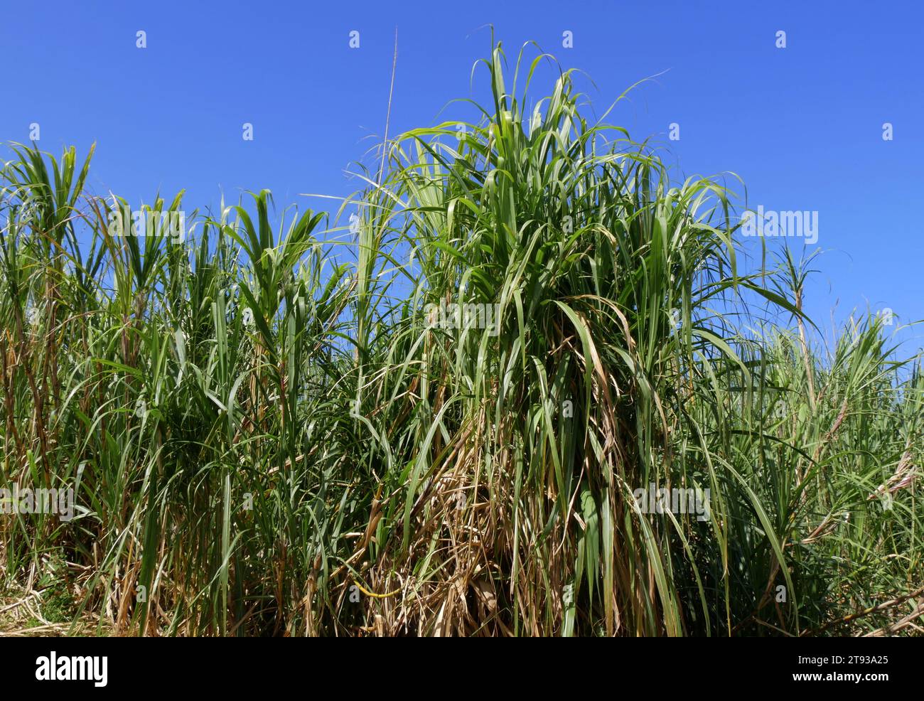 Field of sugarcanes in Reunion island, tropical plantation of saccharum officinarum grass canopy Stock Photo
