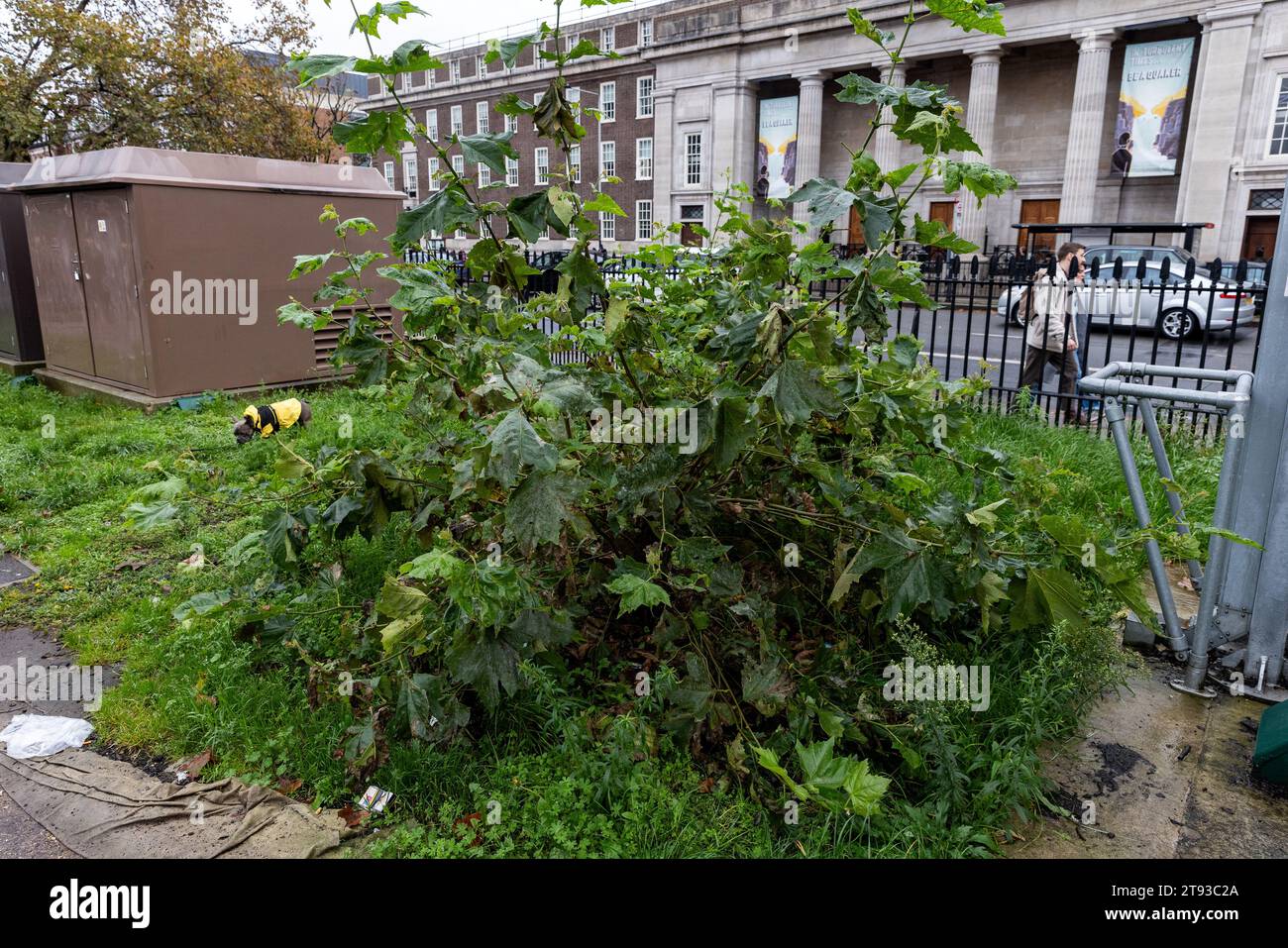 London, UK. 18th November, 2023. The stump of a tree felled outside