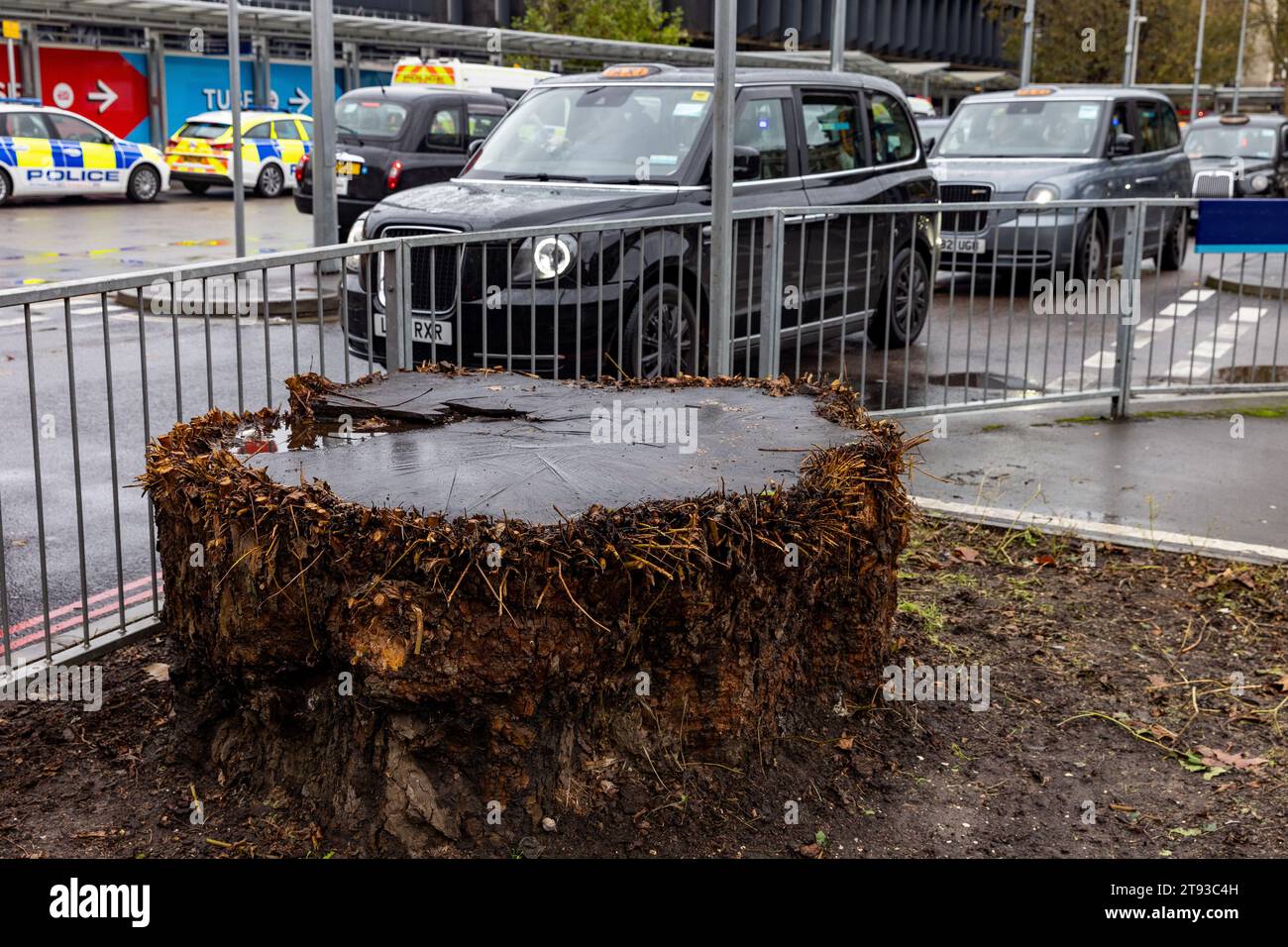 London, UK. 18th November, 2023. The stump of a large tree felled outside Euston railway station for the HS2 high-speed rail project had shown signs of significant regeneration but has now been cut back again. Some deciduous trees will re-sprout around the edge of a stump or from the roots. Credit: Mark Kerrison/Alamy Live News Stock Photo