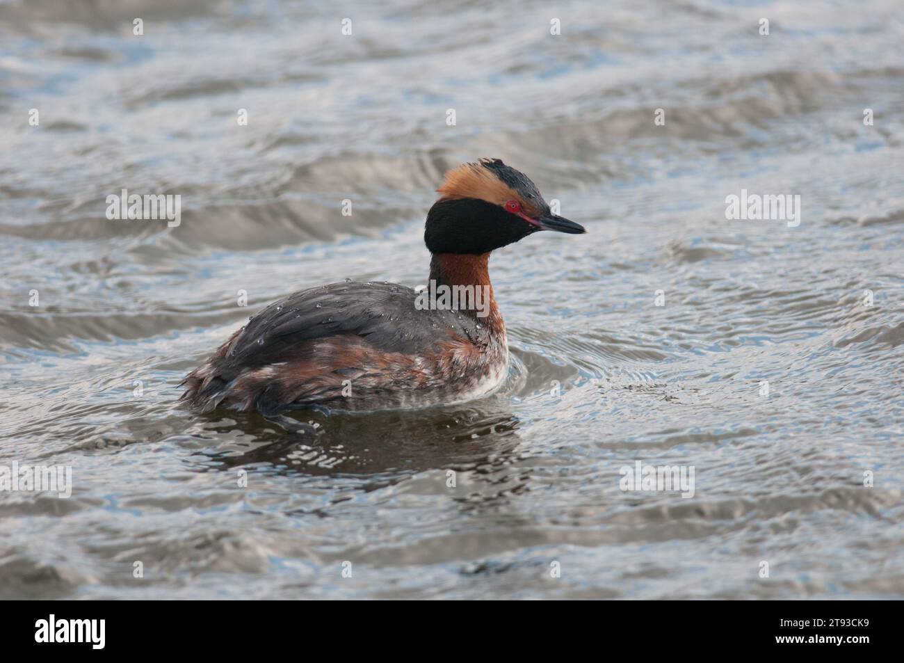 Horned Grebe swimming on the water Stock Photo