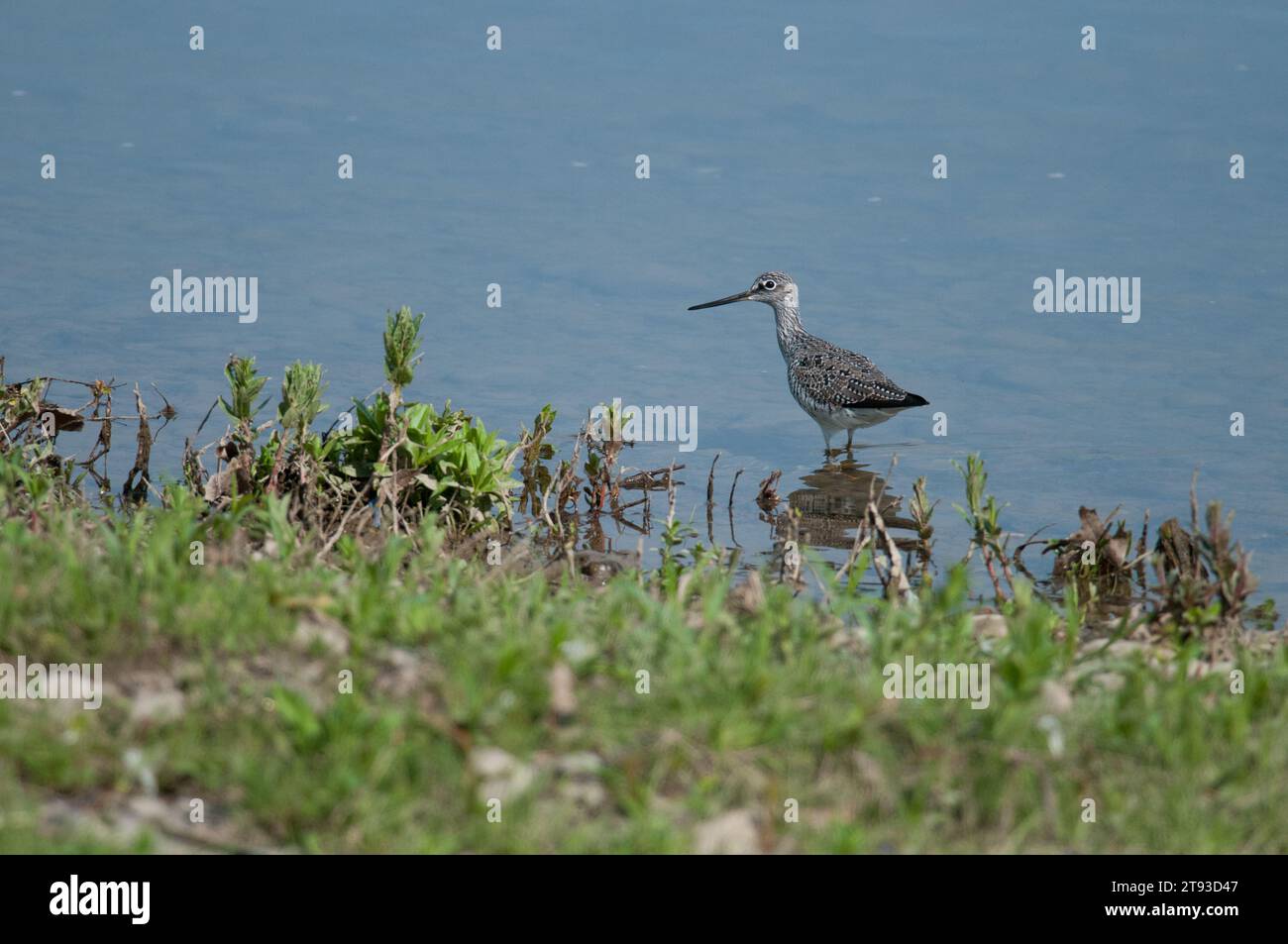 Greater Yellow-Legs walking along the river bank of the Chemung River Stock Photo