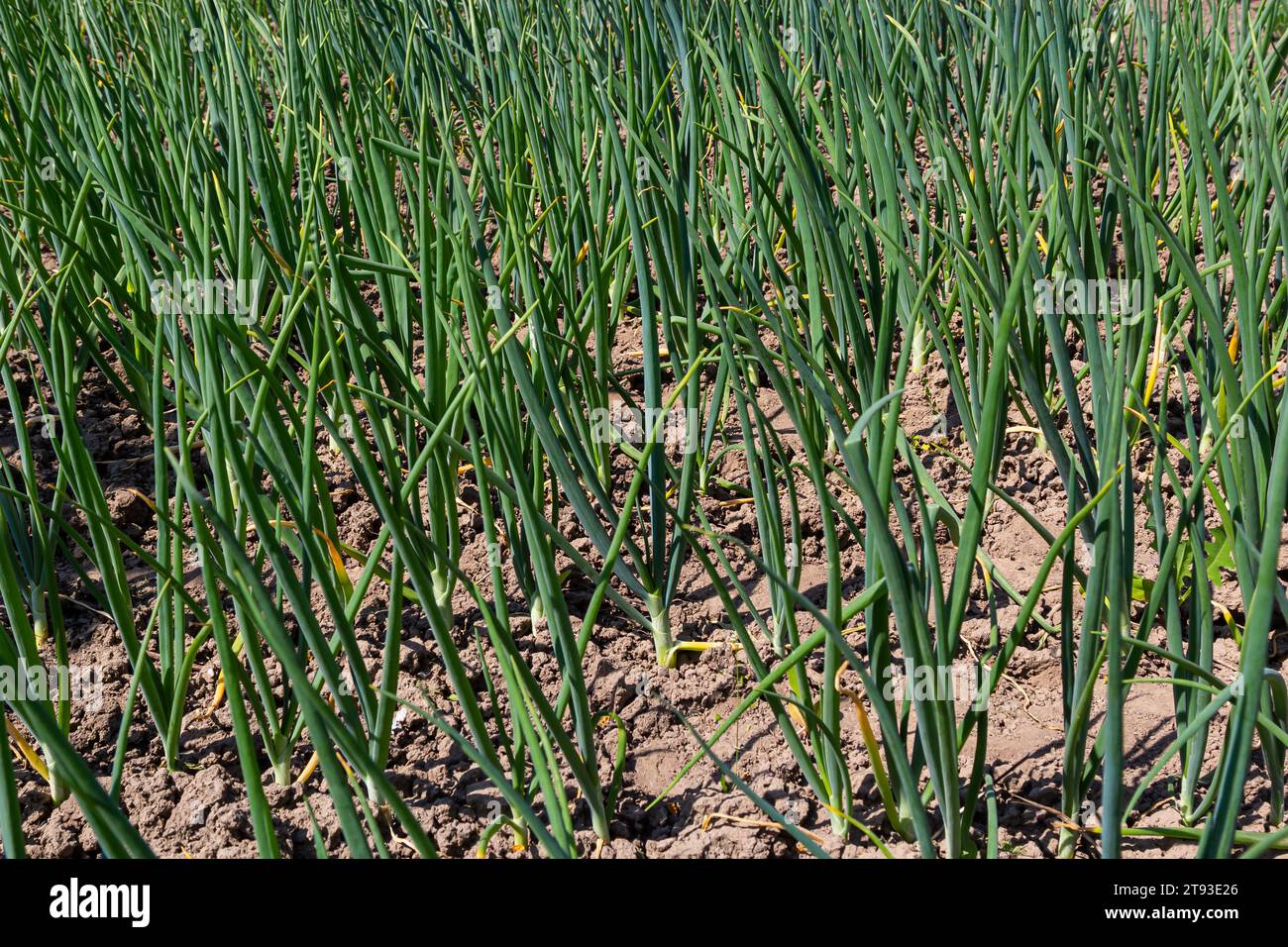 green onions growing in the garden Stock Photo - Alamy