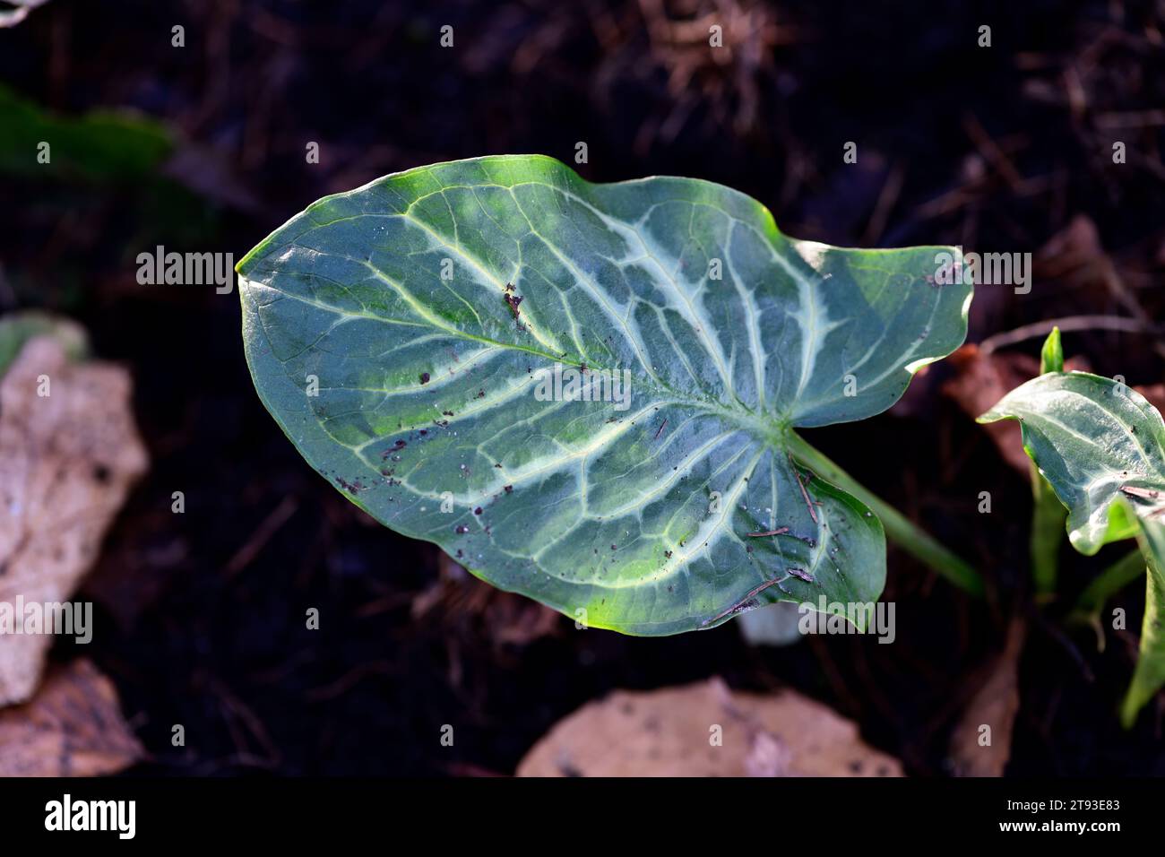 Arum Caviar Star,mottled,spotted,leaves,foliage,shades of Green