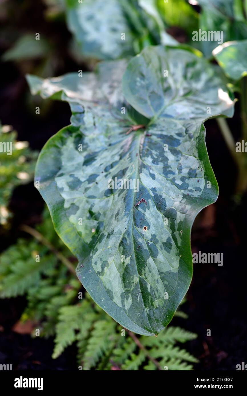 Arum Eco Frame,mottled,spotted,leaves,foliage,shades of Green