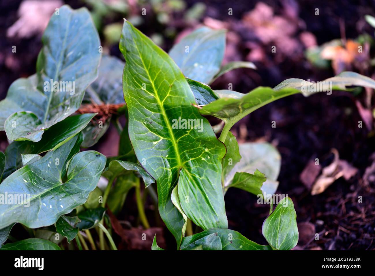 Arum ex Rus,mottled,spotted,leaves,foliage,shades of Green,variegated