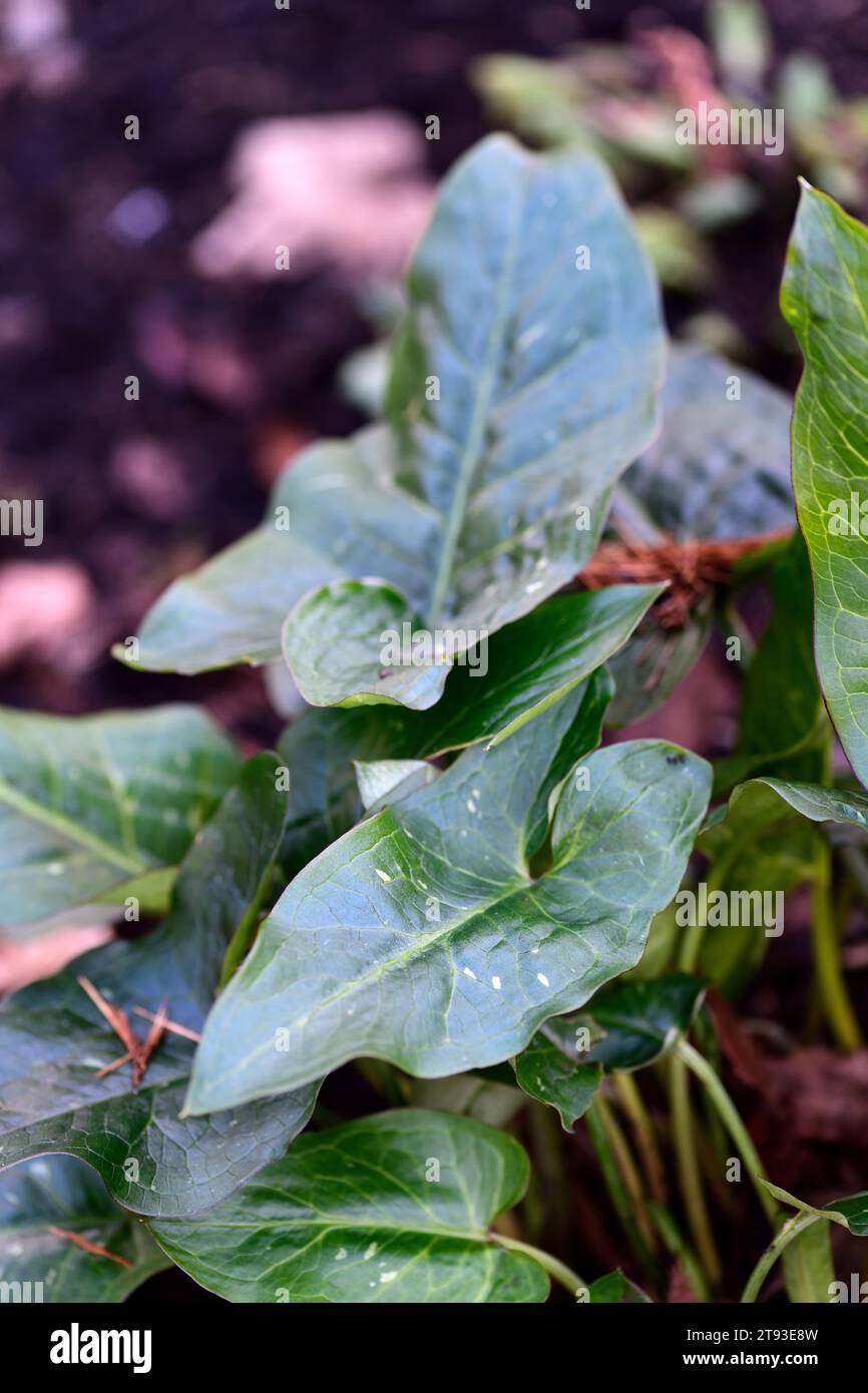 Arum ex Rus,mottled,spotted,leaves,foliage,shades of Green,variegated