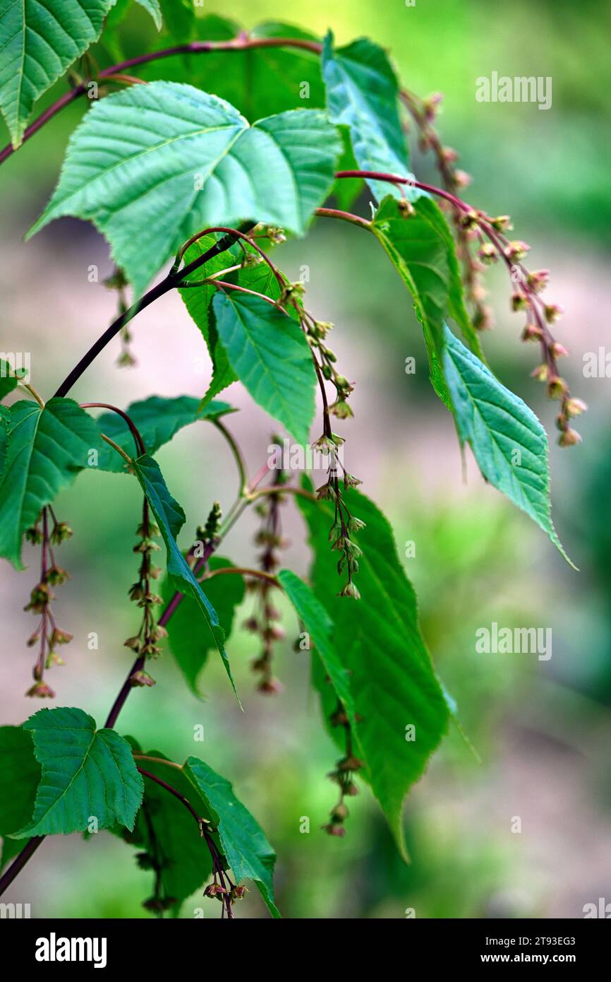 Acer davidii 'Viper' ,Snake Bark Maple Tree,new leaves,new foliage,spring growth,flowers,spring leaves,RM Floral Stock Photo