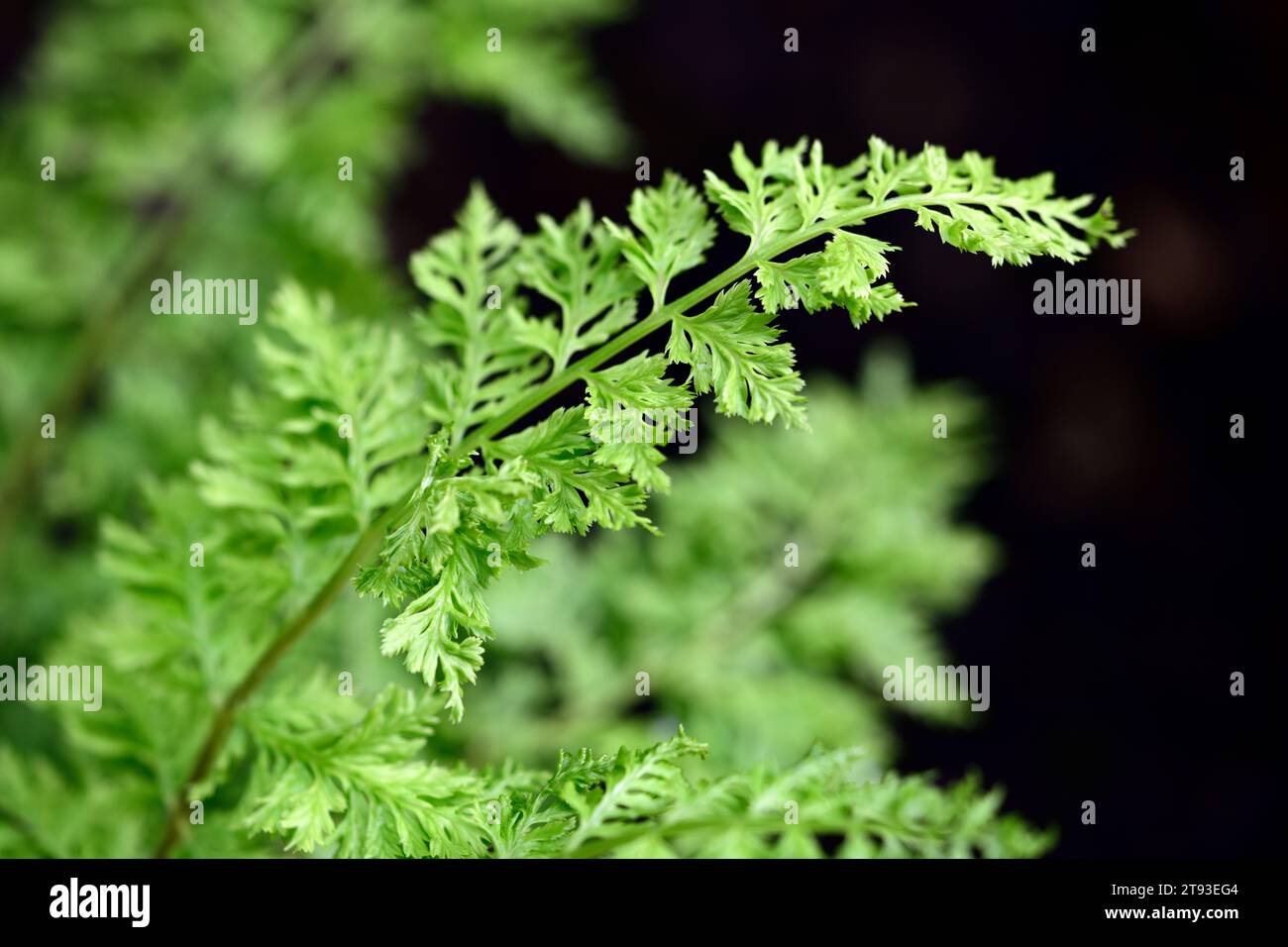 Athyrium filix-femina Vernoniae Cristatum,fern,ferns,feathery filigree leaves,crested leaves,foliage,shade,shady,shaded,woodland garden,RM floral Stock Photo