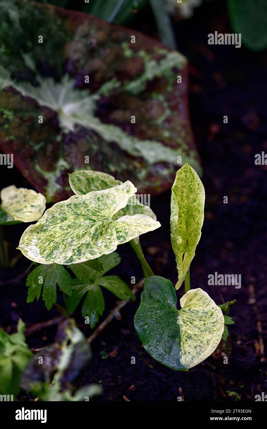 Arum,mottled,spotted,leaves,foliage,shades of Green,variegated,lords