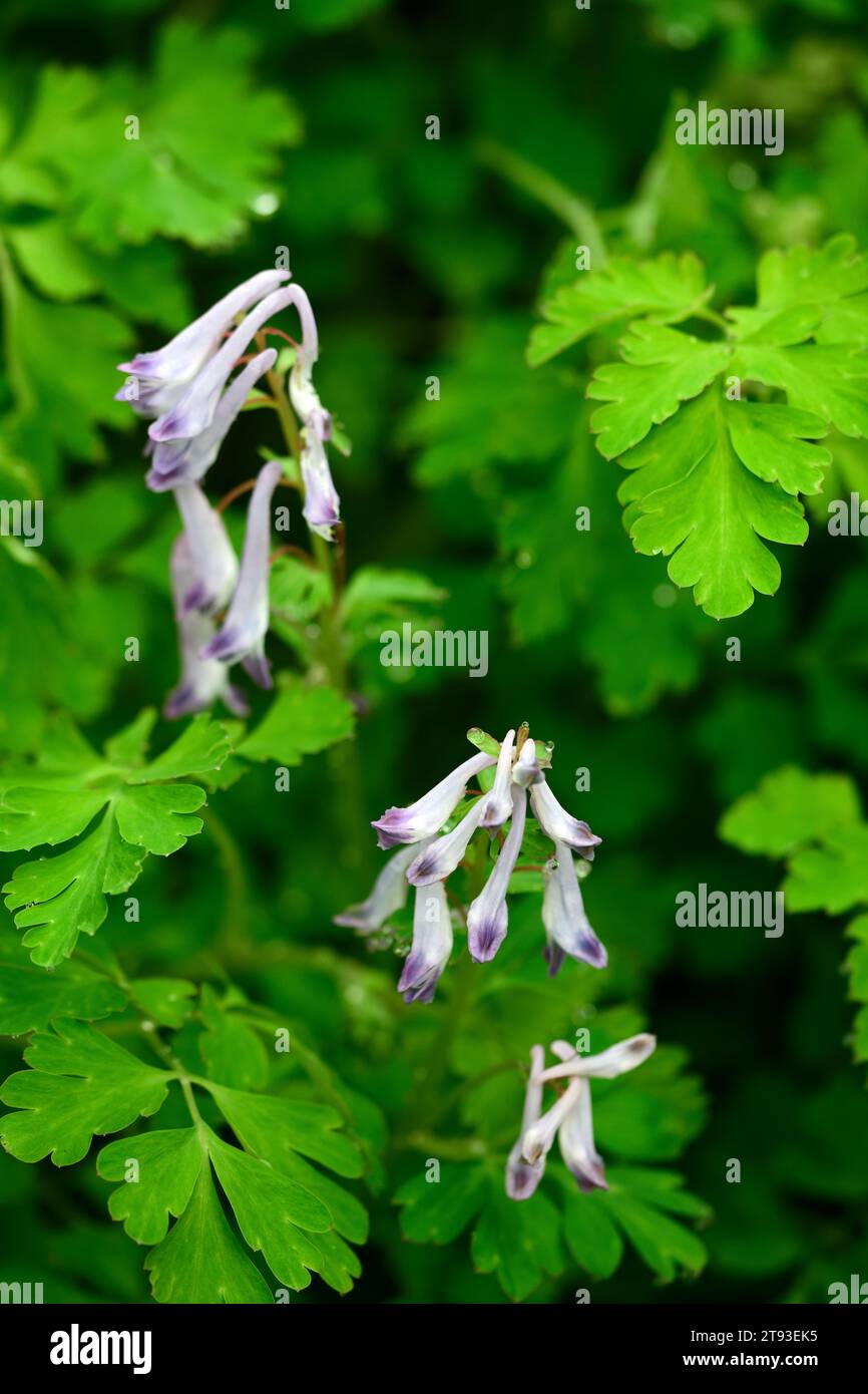 corydalis taliensis,lilac purple flowers,spring flowering,leaves,foliage,woodland,shade,shady,shade,garden,gardens,woodland garden,RM Floral Stock Photo