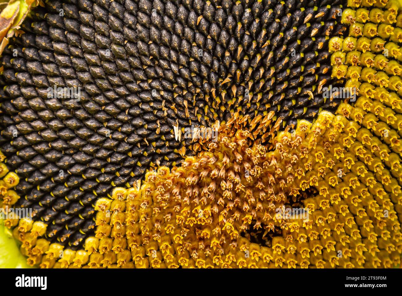 Close up unpeeled sunflower hi-res stock photography and images - Alamy