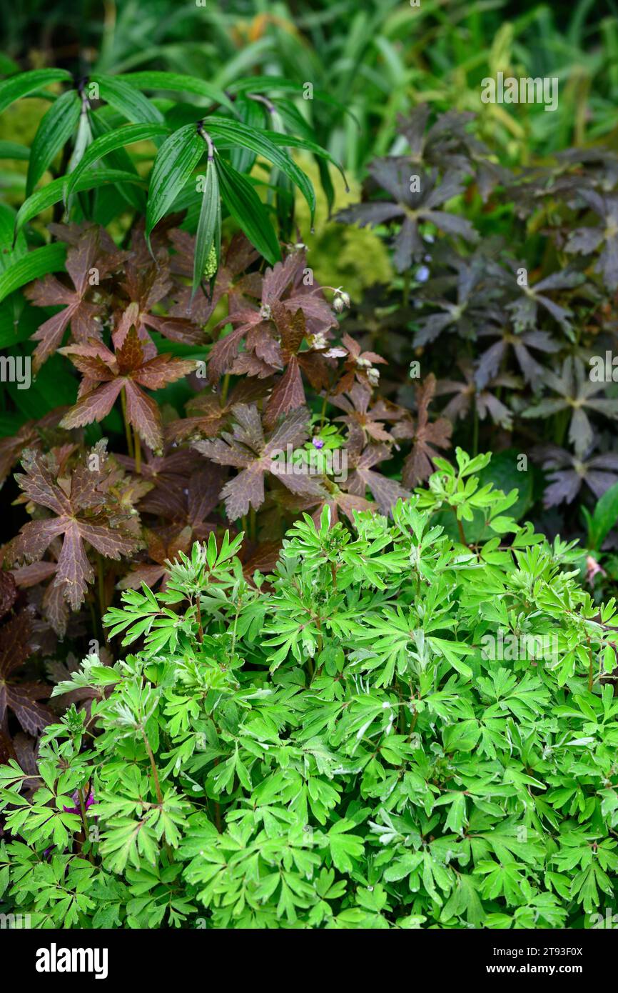 Geranium maculatum Espresso,dark leaves,dark foliage,corydalis, leaves, spring, woodland garden,shade,shady,shaded garden,RM Floral Stock Photo