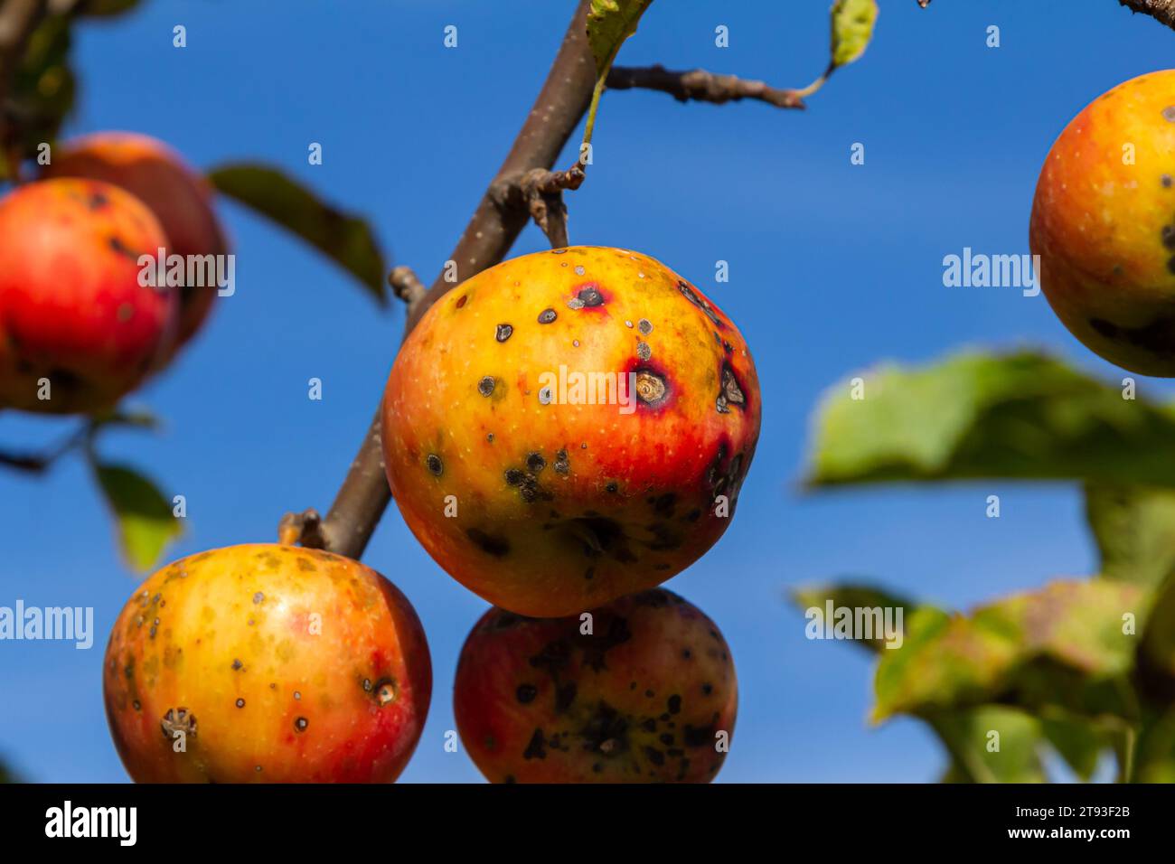 A Stack Of apple scab Diseases and Symptoms with Apple trees. Stock Photo