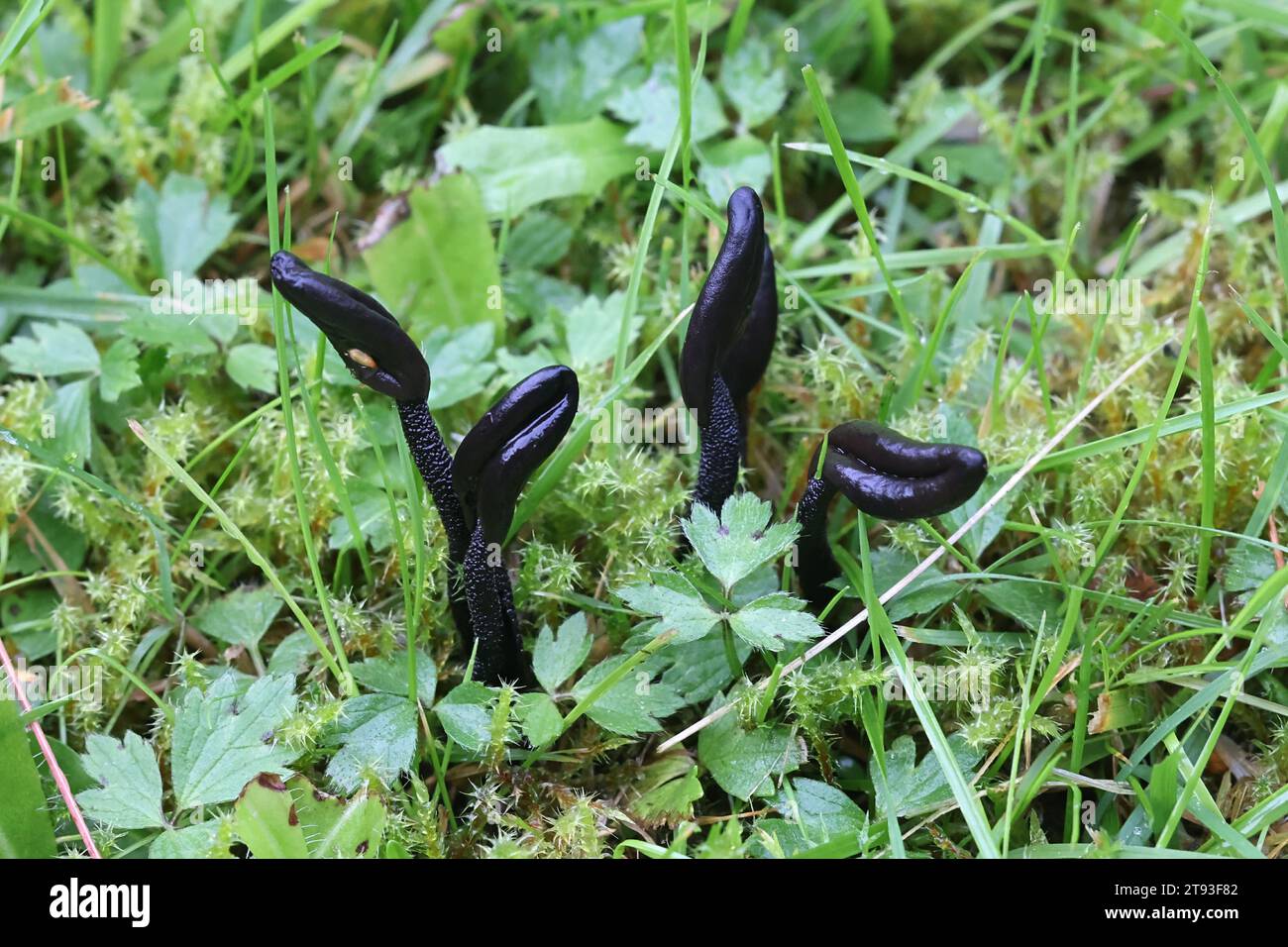 Geoglossum fallax, commonly known as deceptive earthtongue, wild fungus from Finland Stock Photo