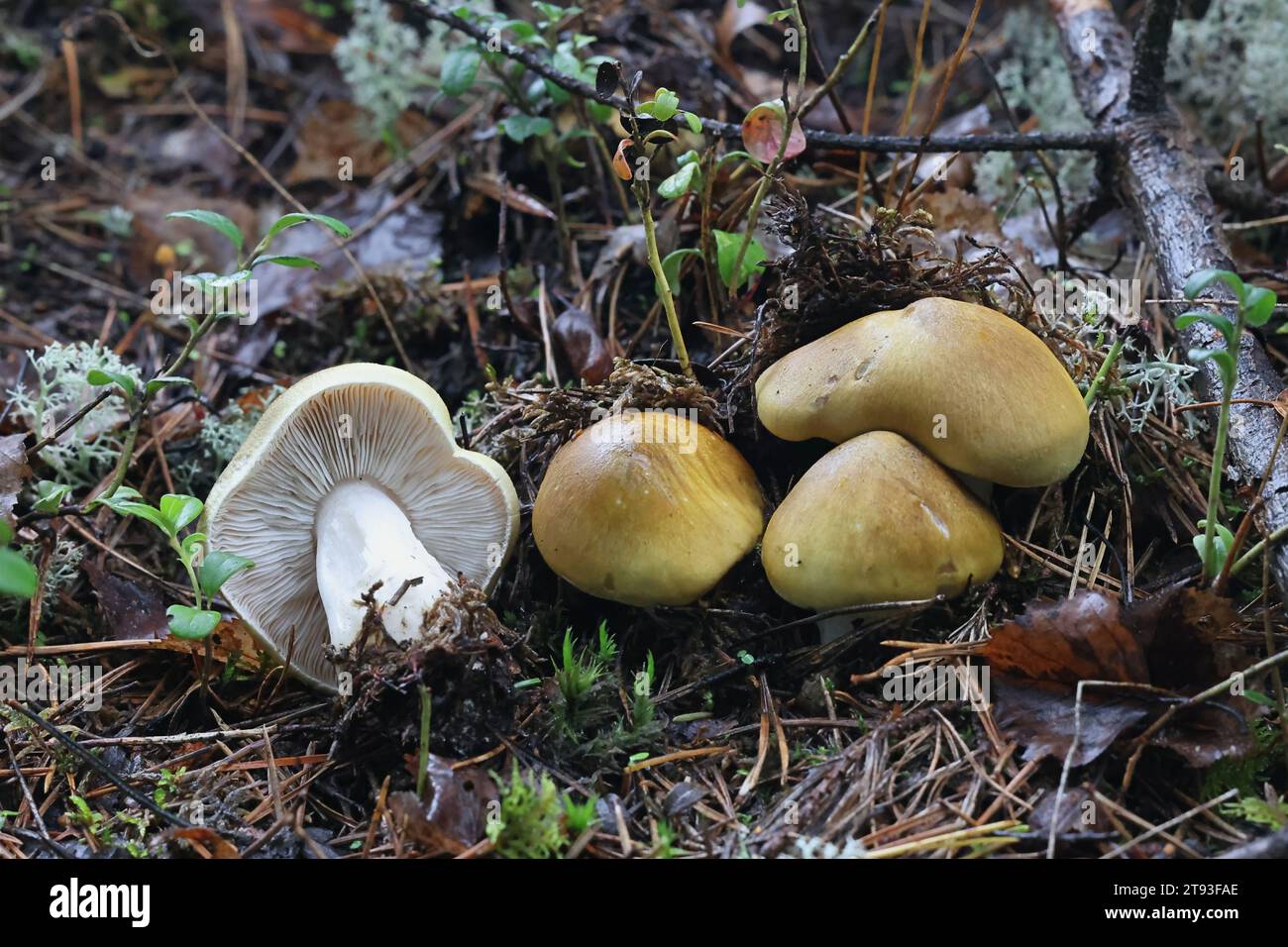 Tricholoma arvernense, also called Tricholoma sejunctoides, a knight mushroom from Finland with no common english name Stock Photo