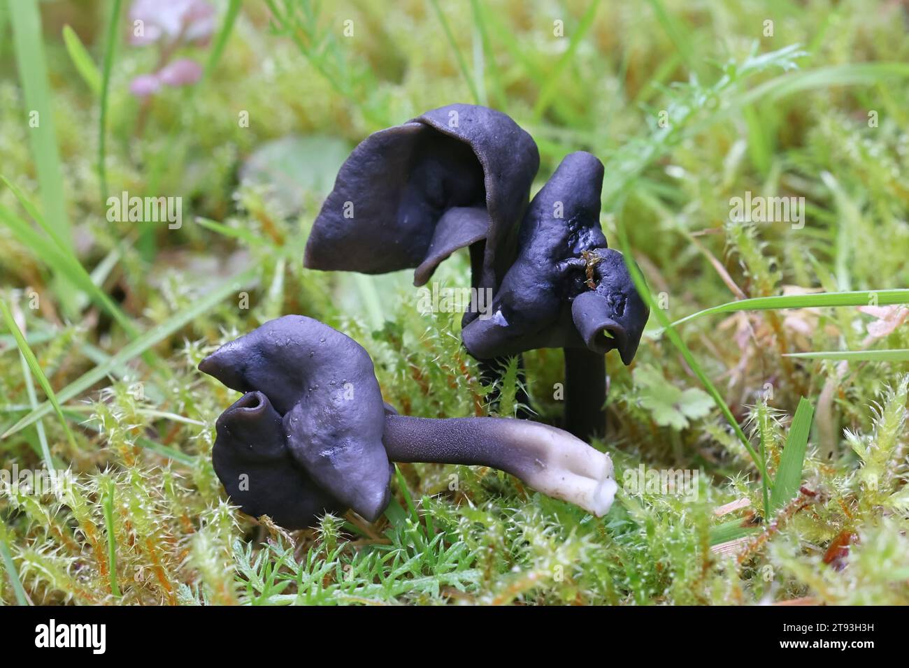 Helvella fallax, previously called Helvella atra, a saddle fungus from ...