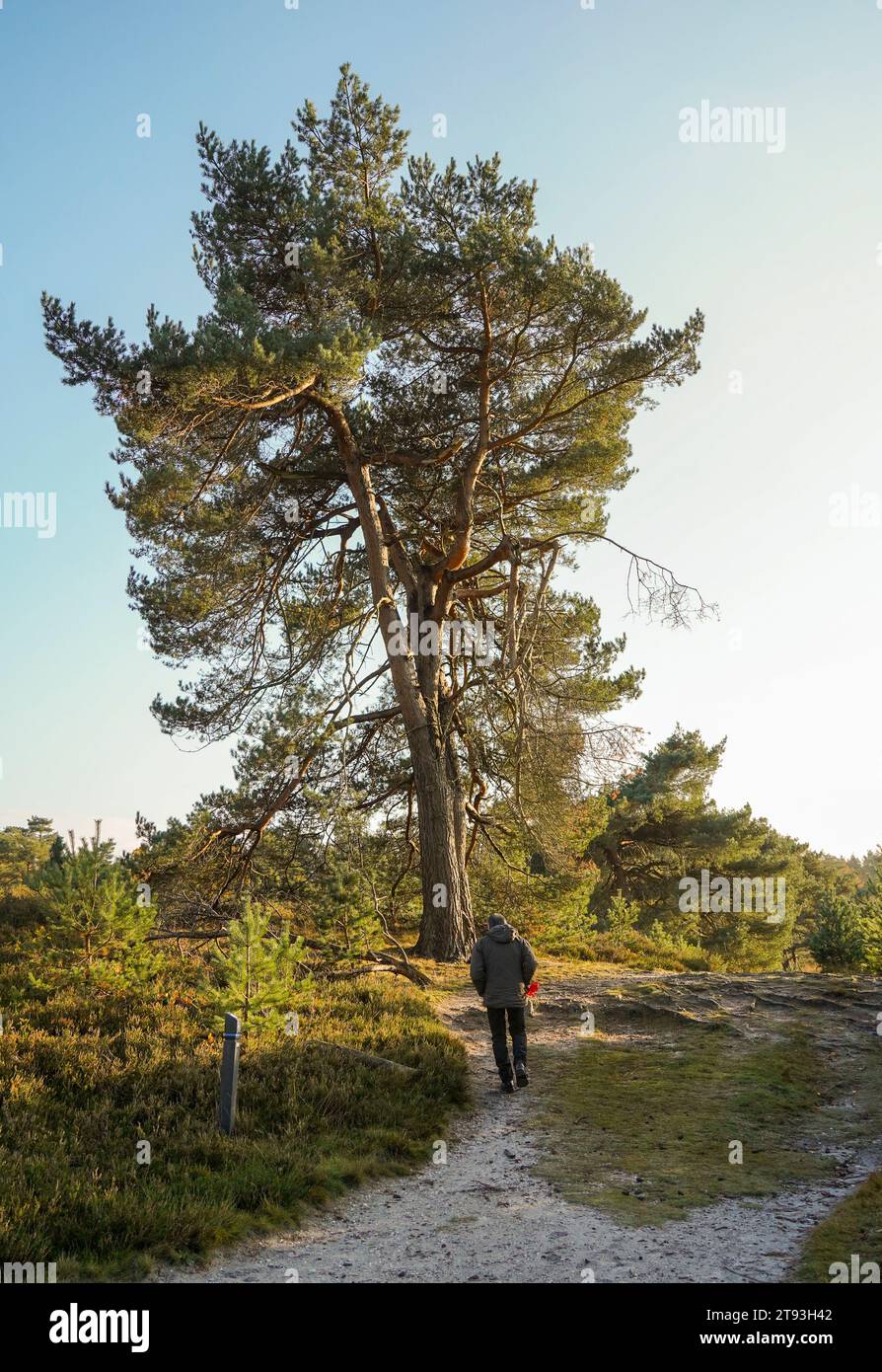 Heath moor Brunssummerheide, natural reserve,  with man and Scots pine, Scotch pine, Baltic pine,  Limburg, Netherlands. Stock Photo