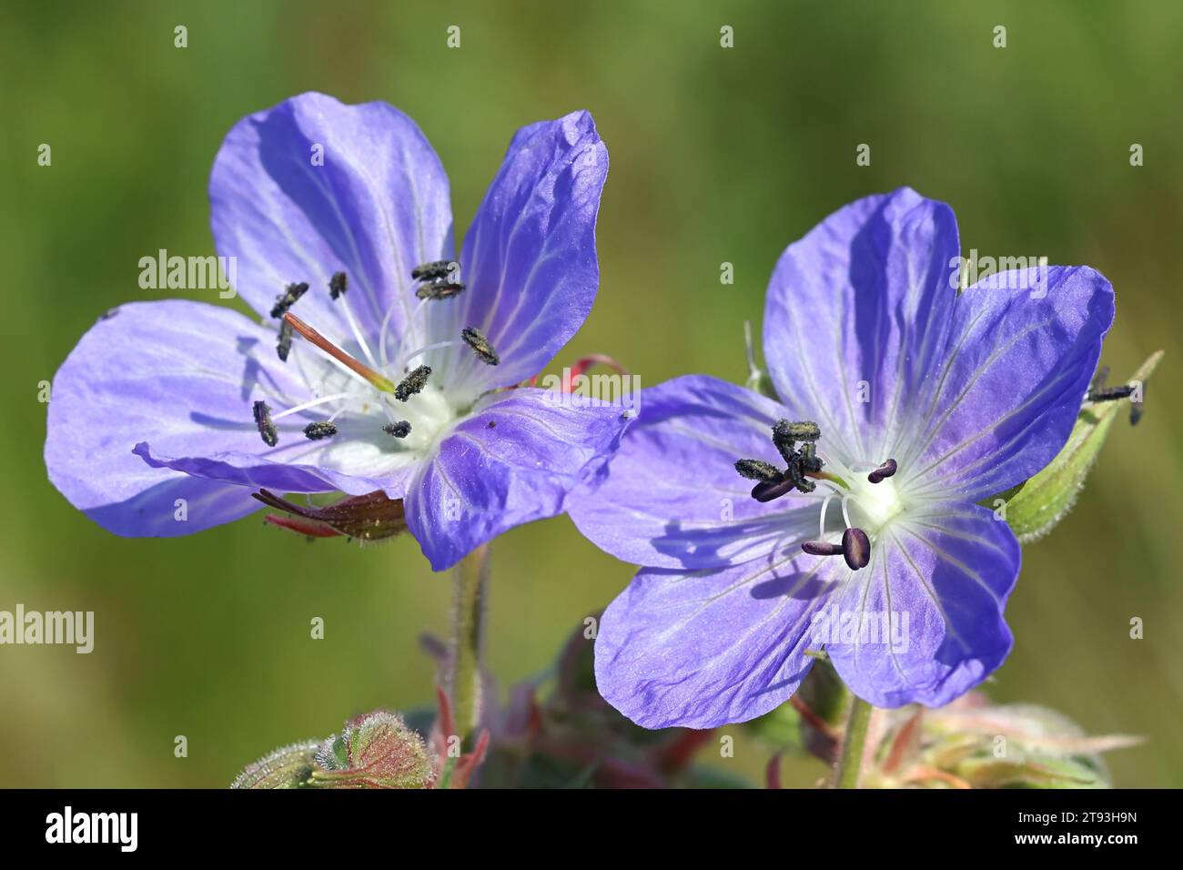 Meadow Cranesbill Geranium pratense, also known as Meadow crane’s-bill or Meadow geranium, wild flowering plant from Finland Stock Photo