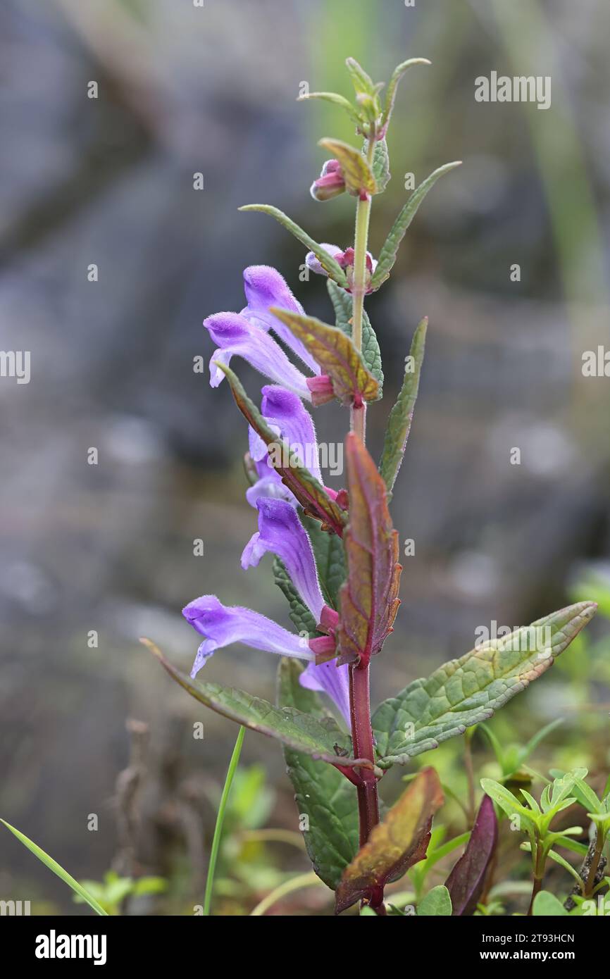 Scutellaria galericulata, known as the common skullcap, marsh skullcap or hooded skullcap, wild flowering plant from Finland Stock Photo