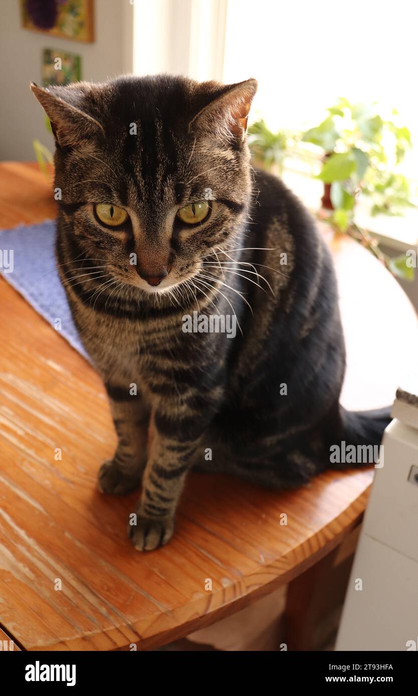 Pretty Cat Sits on Table Stock Photo