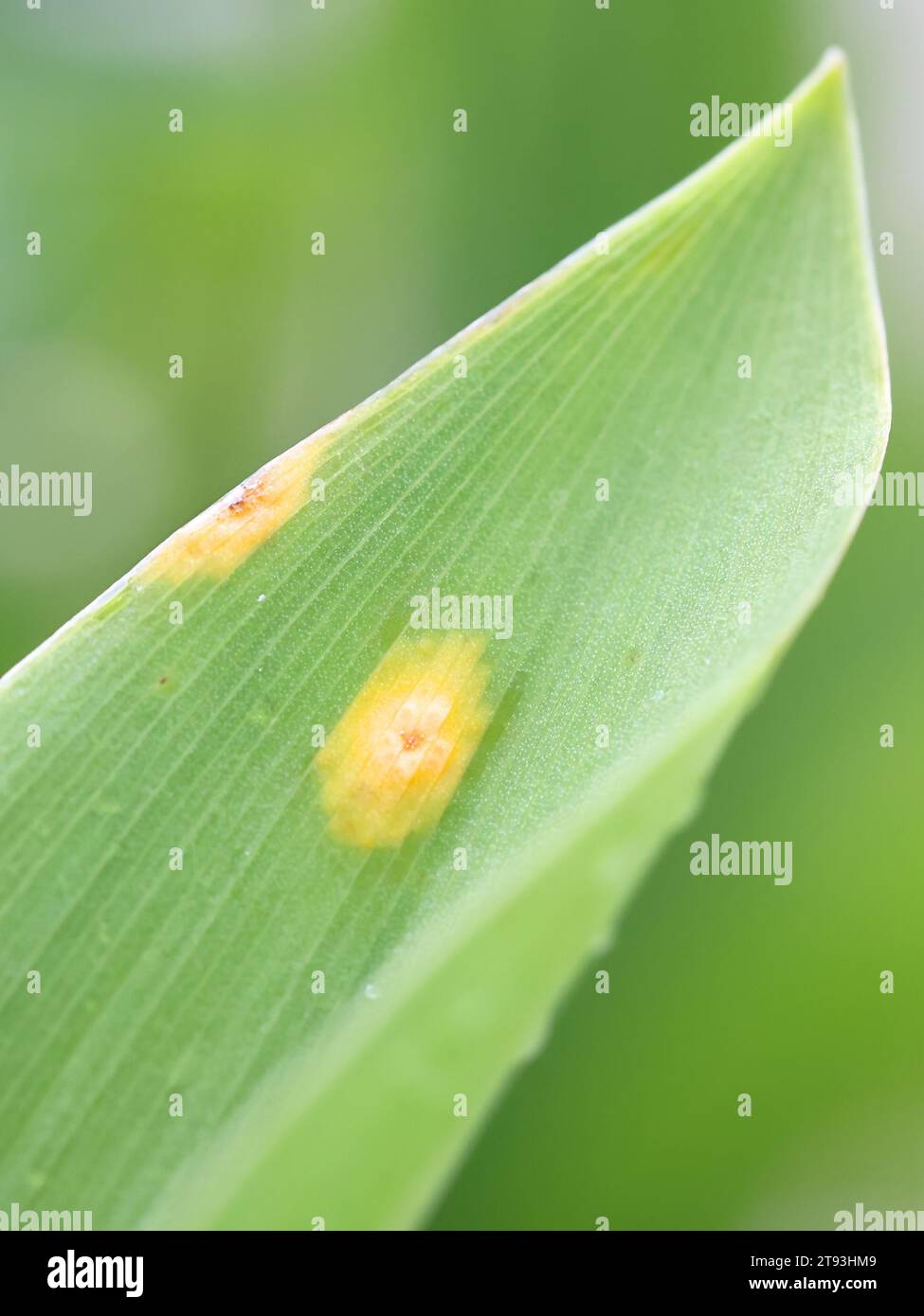 Puccinia sessilis, a fungal plant pathogen, known as arum rust or ramsons rust infecting Lily of the Valley,  Convallaria majalis Stock Photo