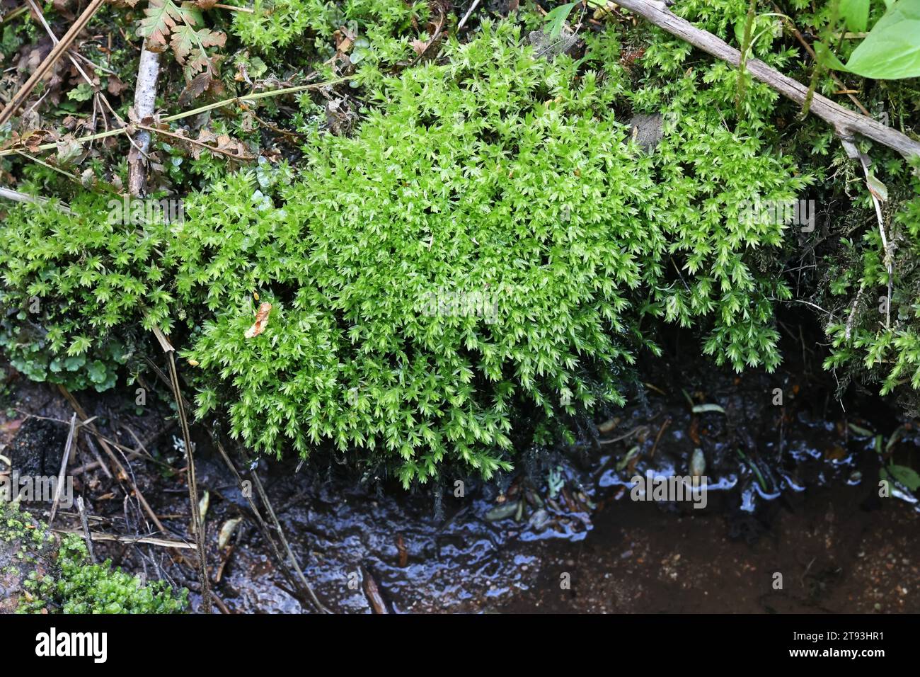 Mnium hornum, commonly known as Swan's-neck Thyme-moss, wild plant from Finland Stock Photo
