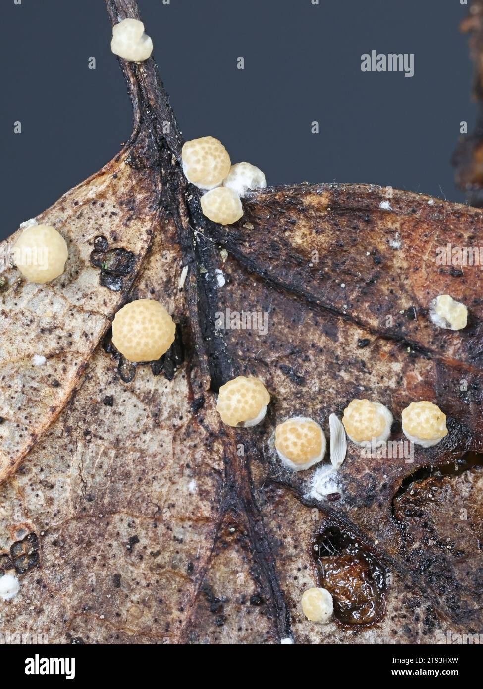 Trichoderma foliicola, also called Hypocrea foliicola, anamorphic fungus from Finland growing on leaf litter, no common English name Stock Photo