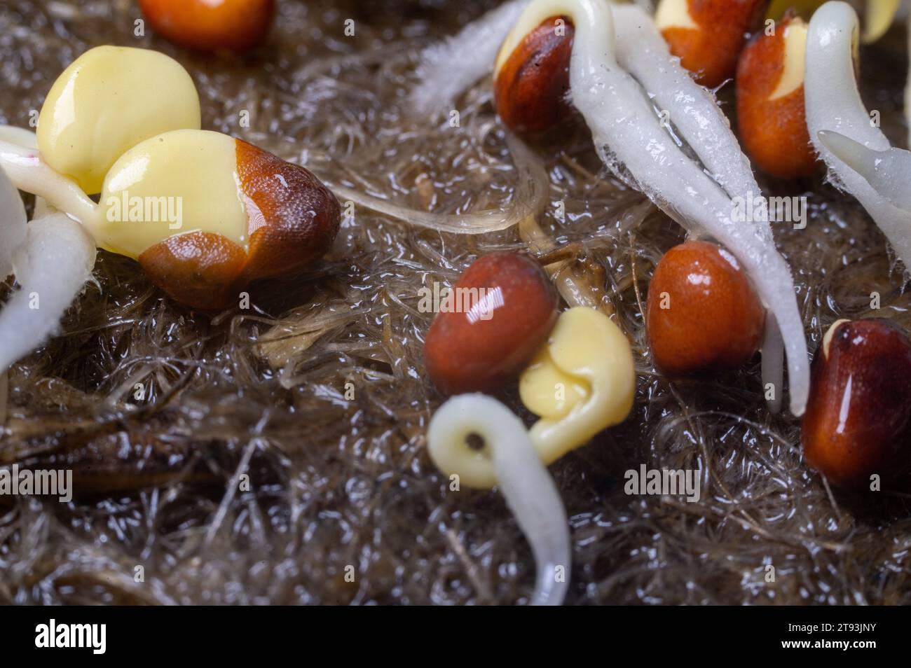 Ediably Sprouts Macro photography of edible plant sprouts vegetarian menu Stock Photo ...