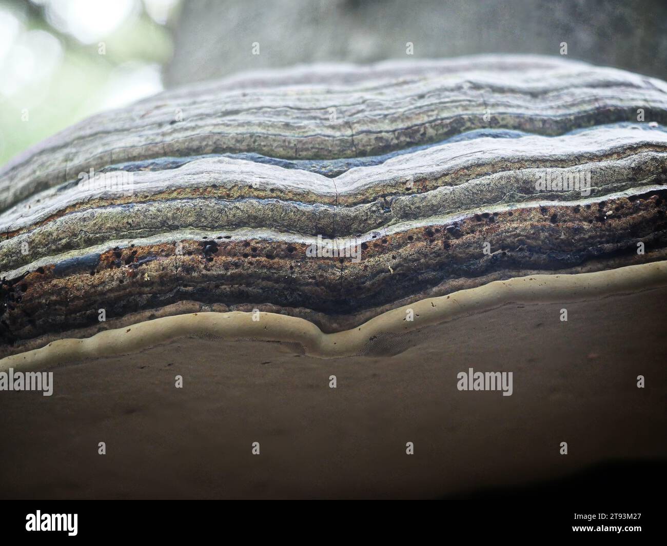 Fire starter hires stock photography and images Alamy