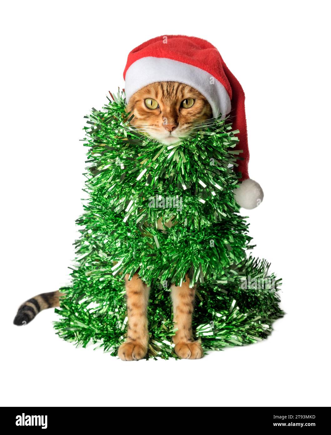 Funny cat in a Santa hat, wrapped in green garland or tinsel. Cat - Christmas tree on a white background. Stock Photo
