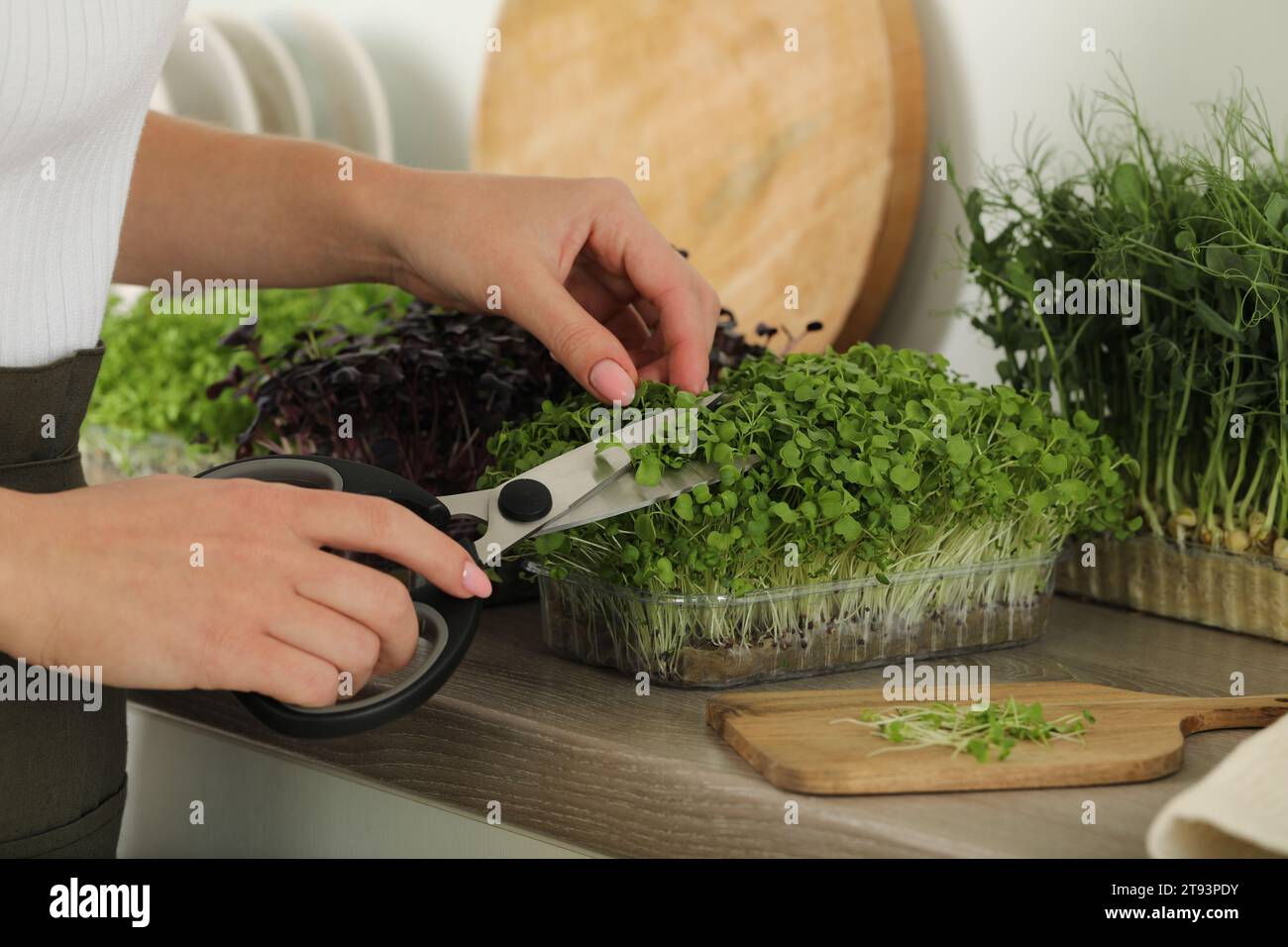 Woman with scissors cutting fresh microgreens at countertop in kitchen