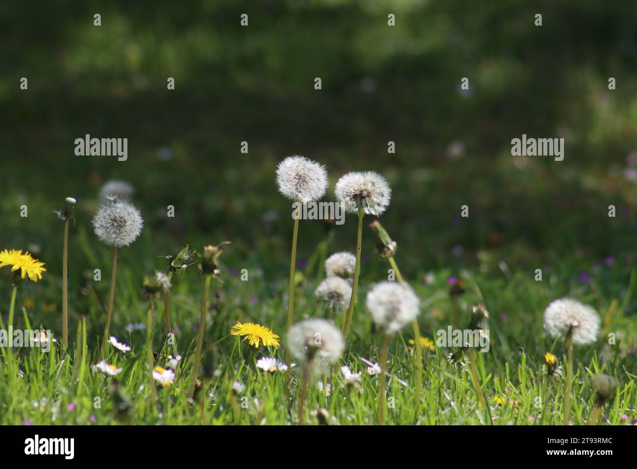 Dandelion and daisy wildflowers hi-res stock photography and images - Alamy