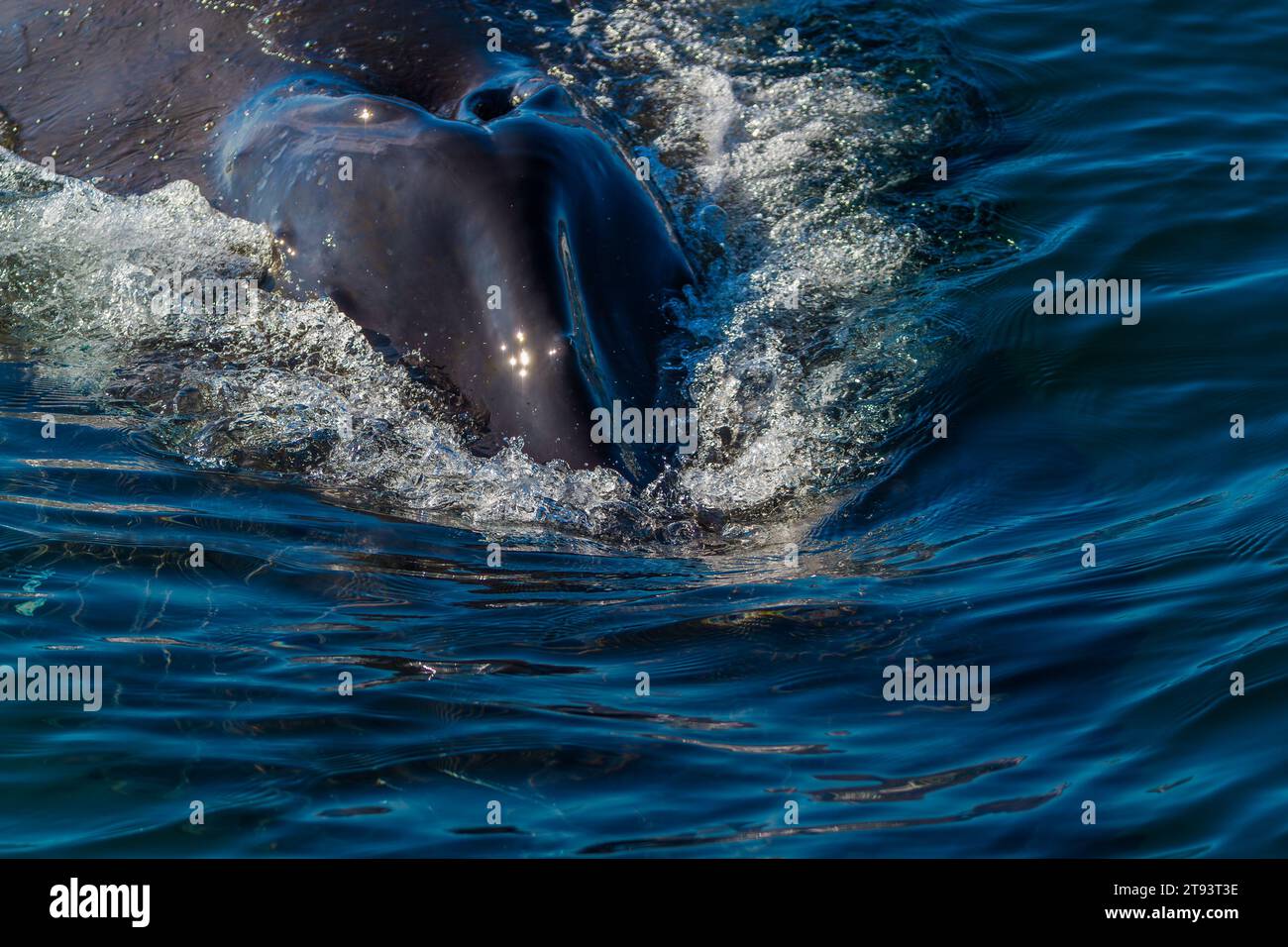 Whale blowhole hi-res stock photography and images - Alamy
