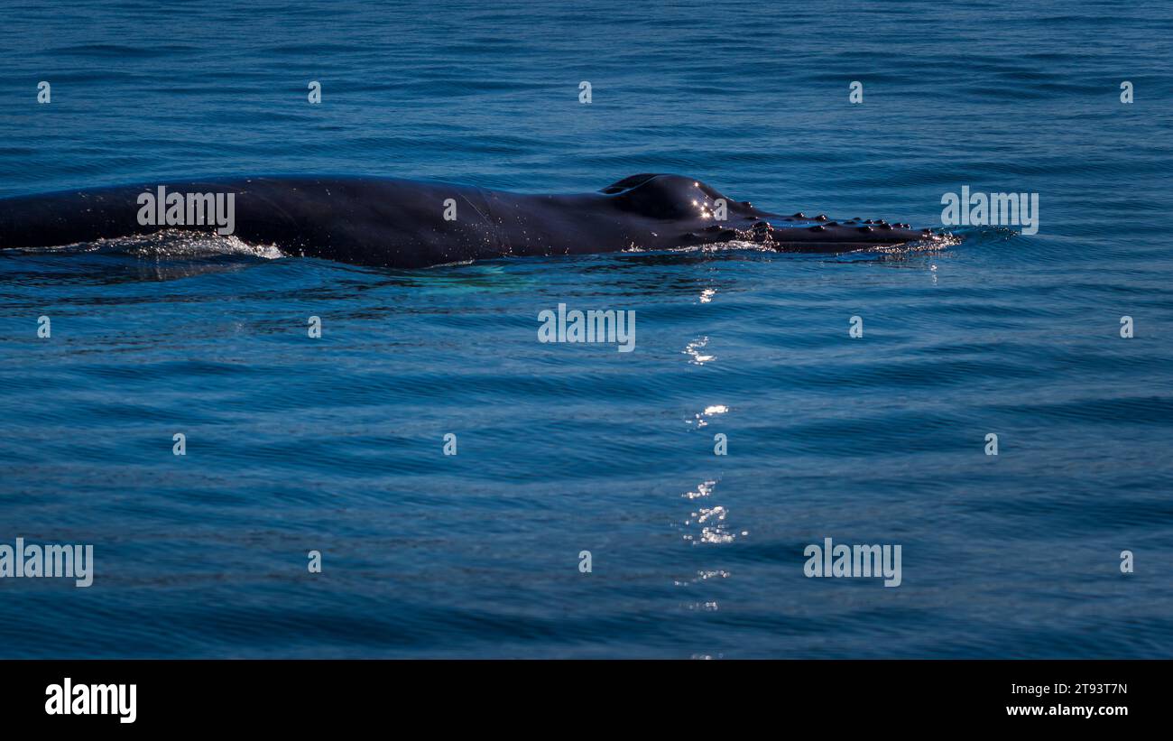 Whale blowhole hi-res stock photography and images - Alamy