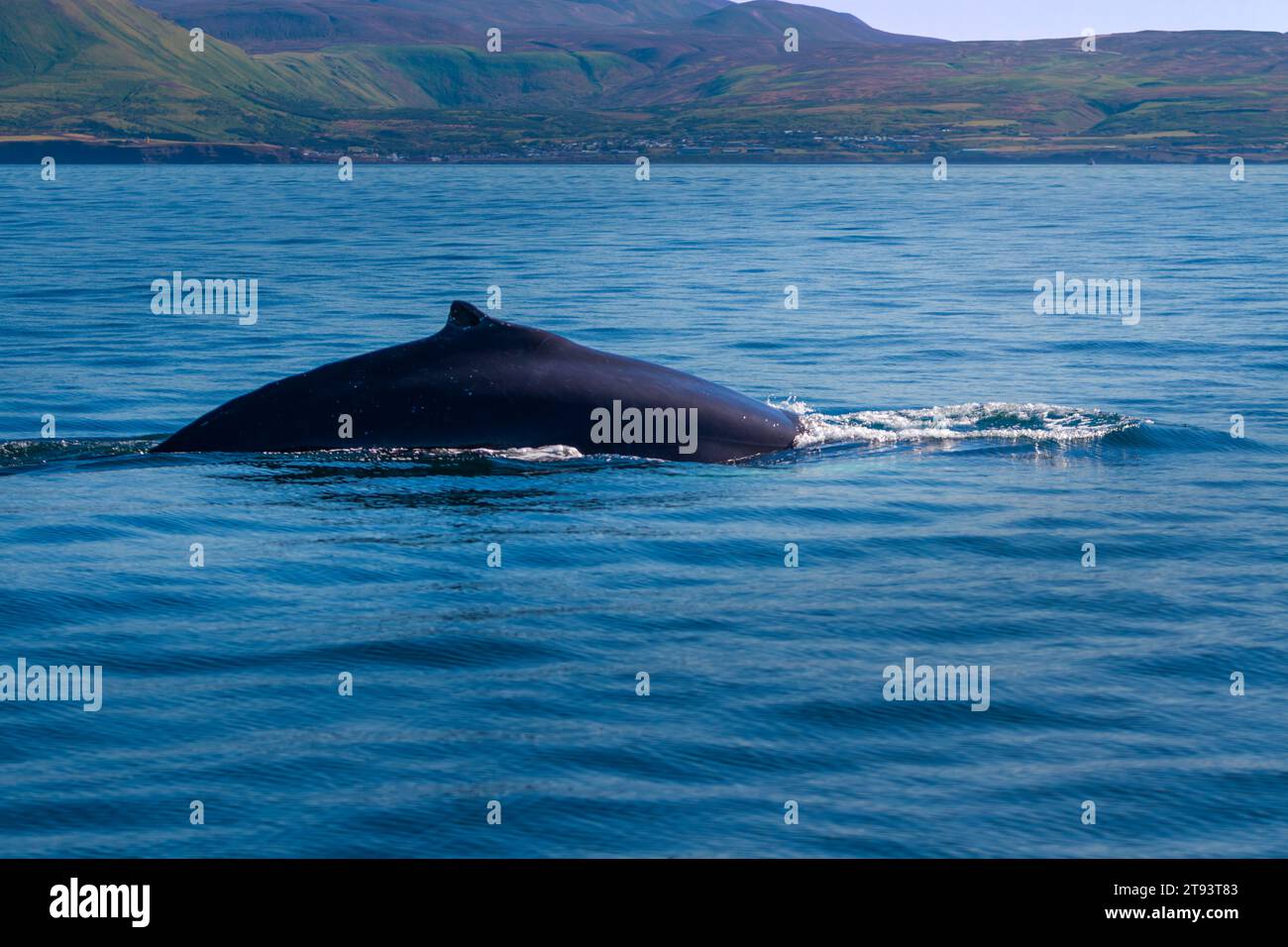 Close-up view of adult Hum Back Whale Dorsal Fin Stock Photo