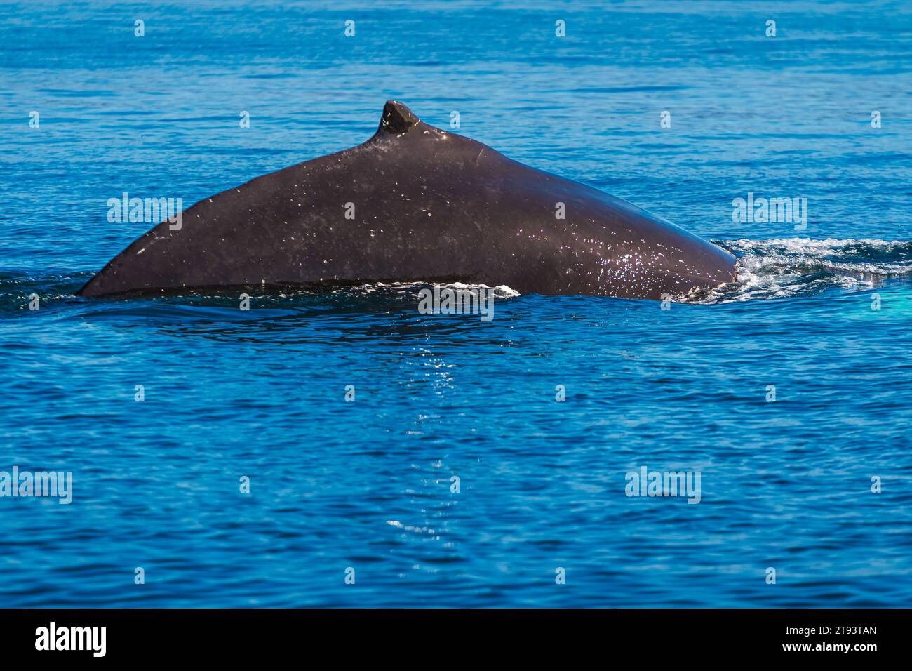 Close-up view of adult Hump Back Whale Dorsal Fin Stock Photo