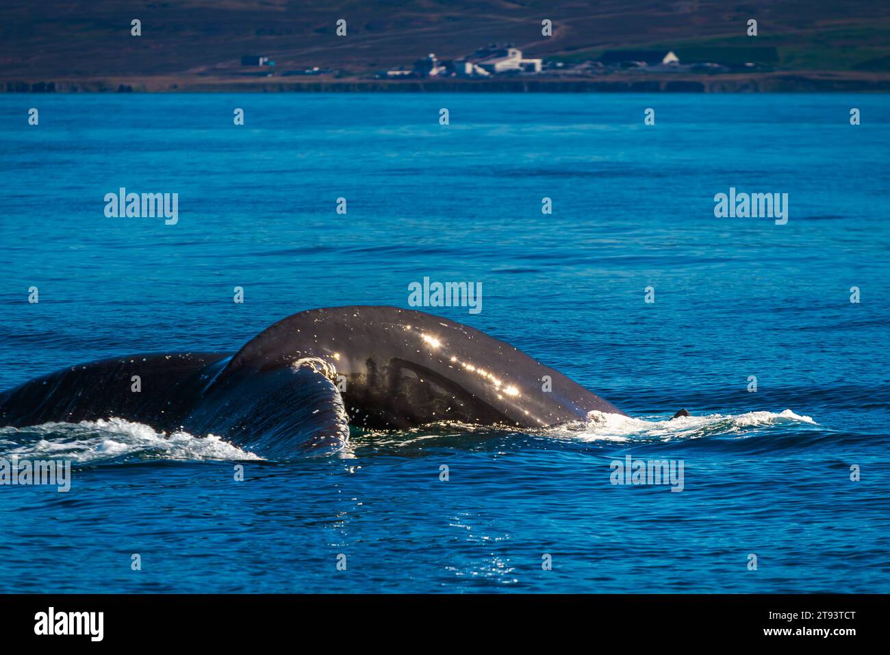 Close-up view of adult Hump Back Whale Tail Stock Photo