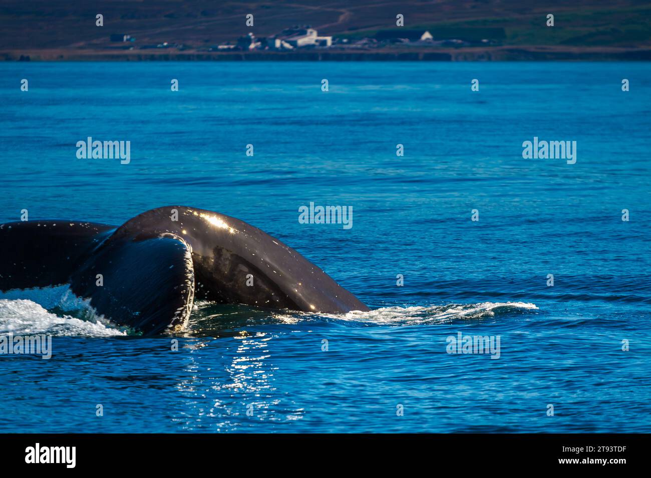 Close-up view of adult Hump Back Whale Tail Stock Photo