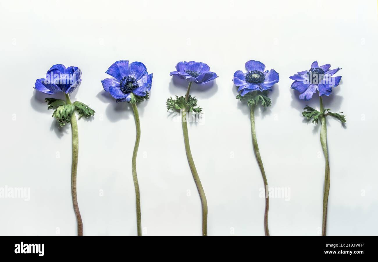 Purple blooming Anemone flowers setting on white background. Springtime and summer flower pattern. Top view. Stock Photo
