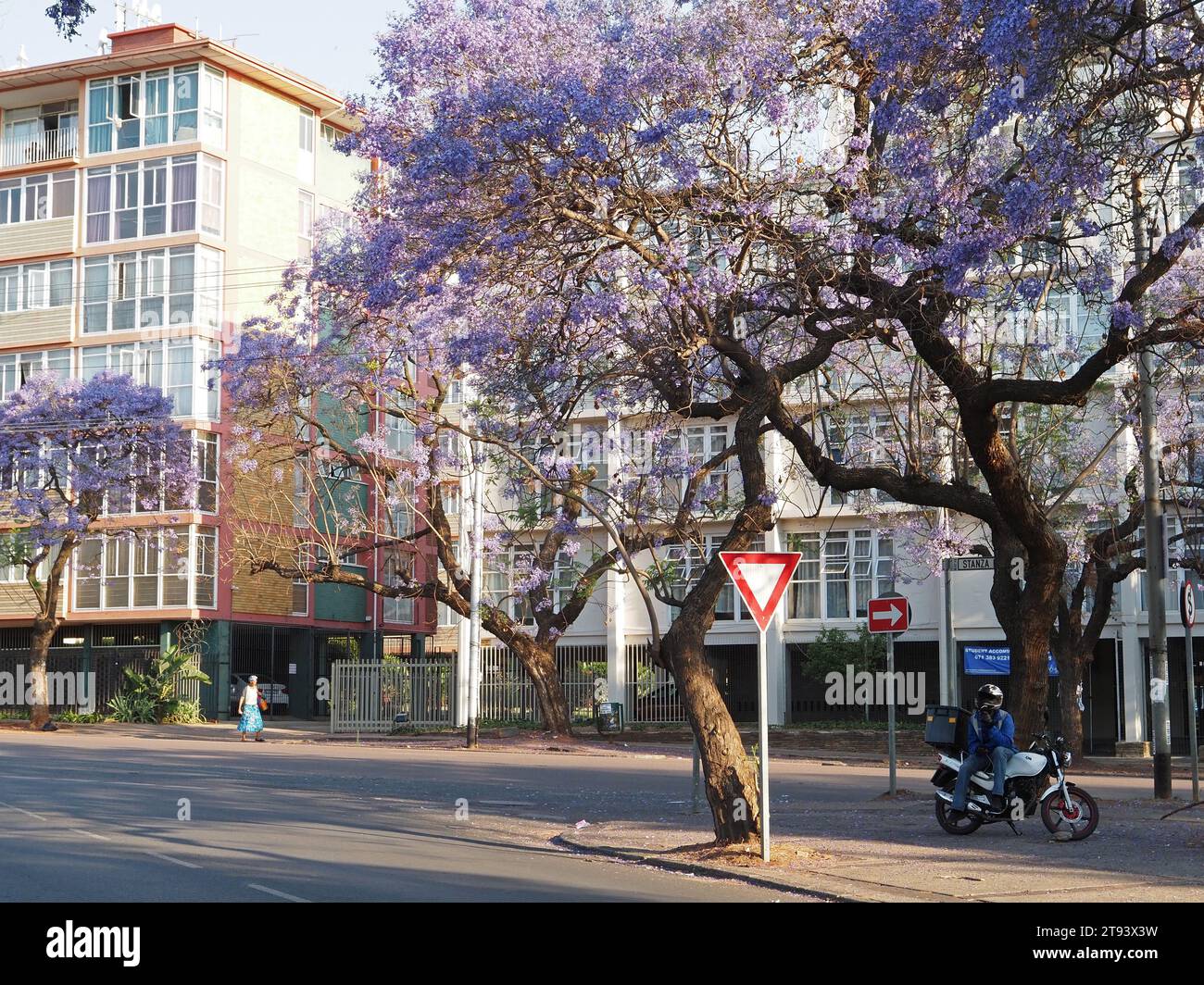 Street in Pretoria with the famous purple jacaranda trees, Gauteng province, South Africa. Stock Photo